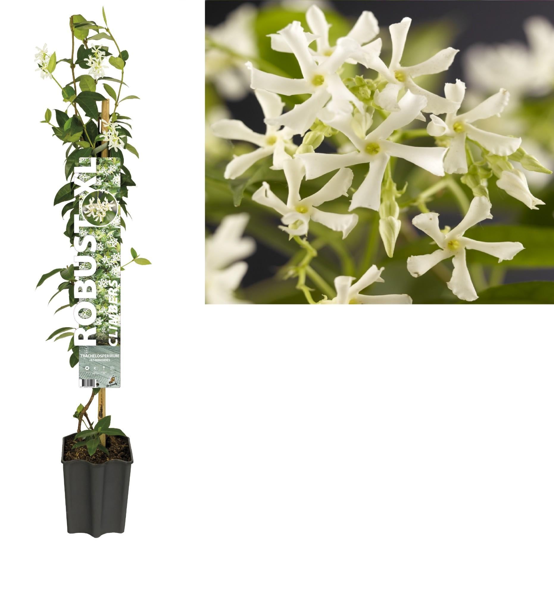 Robust XL Trachelospermum Jasminoides +label