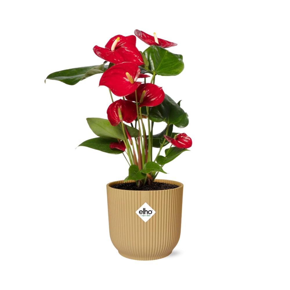 Anthurie - Anthurium Red 12cm in ELHO Vibes Fold 14cm Topf gelb