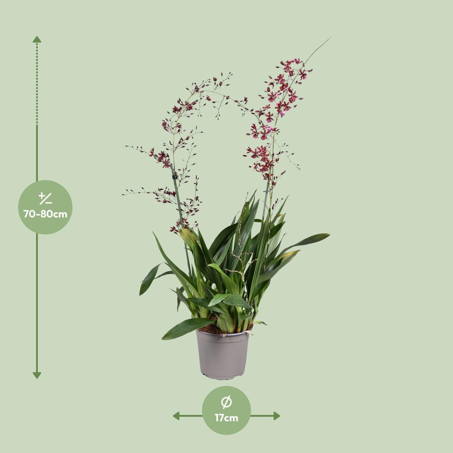 Orchidee: Oncidium Kers Baby - Ø17cm - ↕80cm