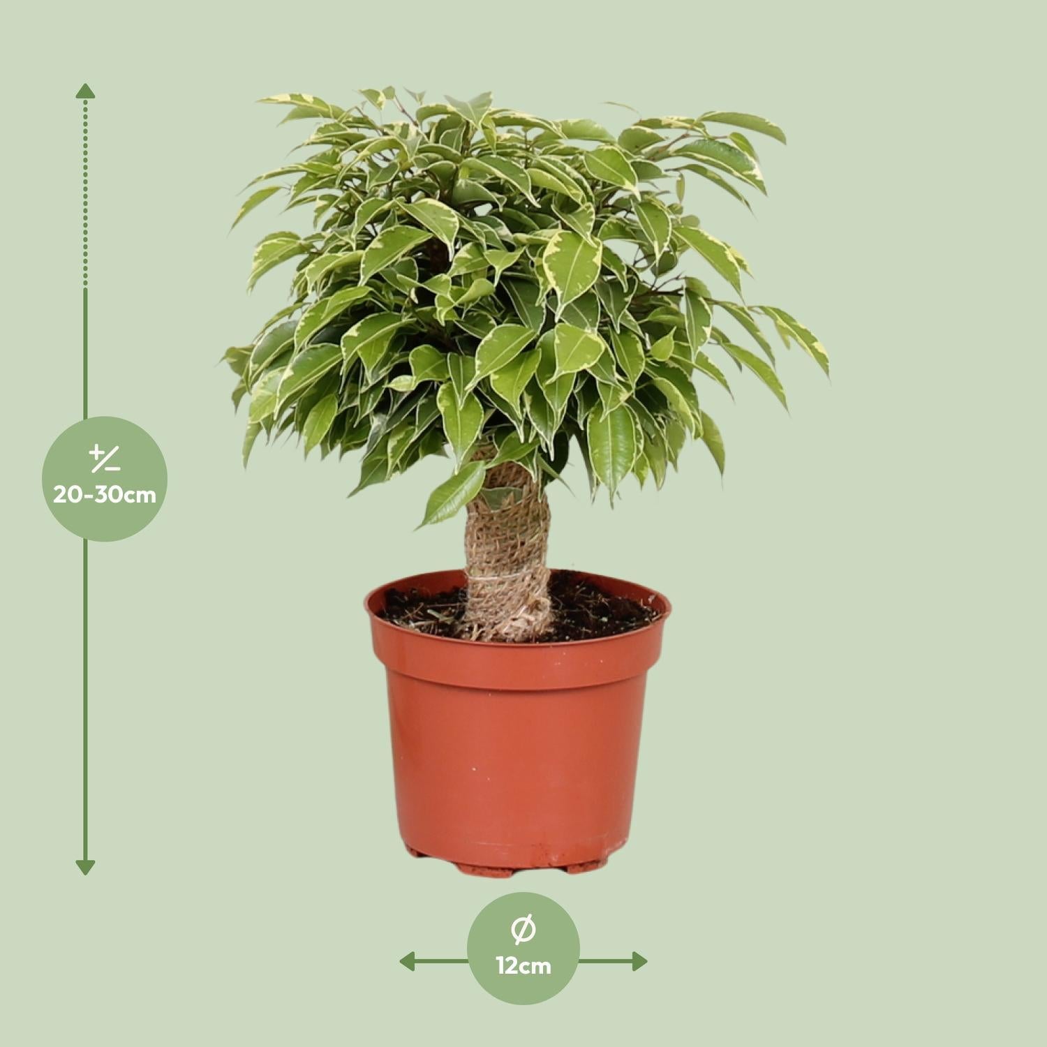 Birkenfeige - Ficus Benjamina Kinky - Ø12cm - ↕28cm