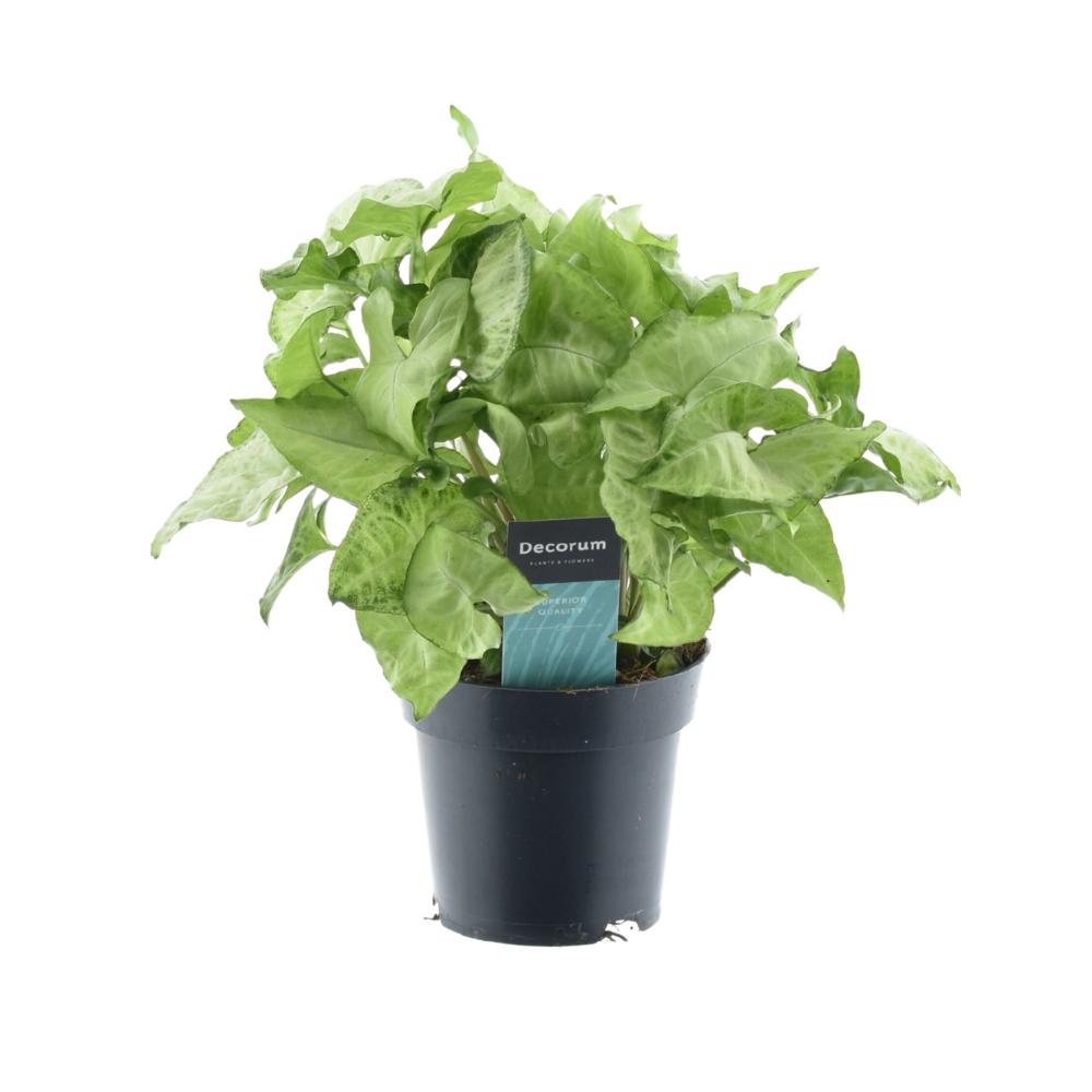 Syngonium Witte Vlinder Voel Groen - Ø14cm - ↕35cm