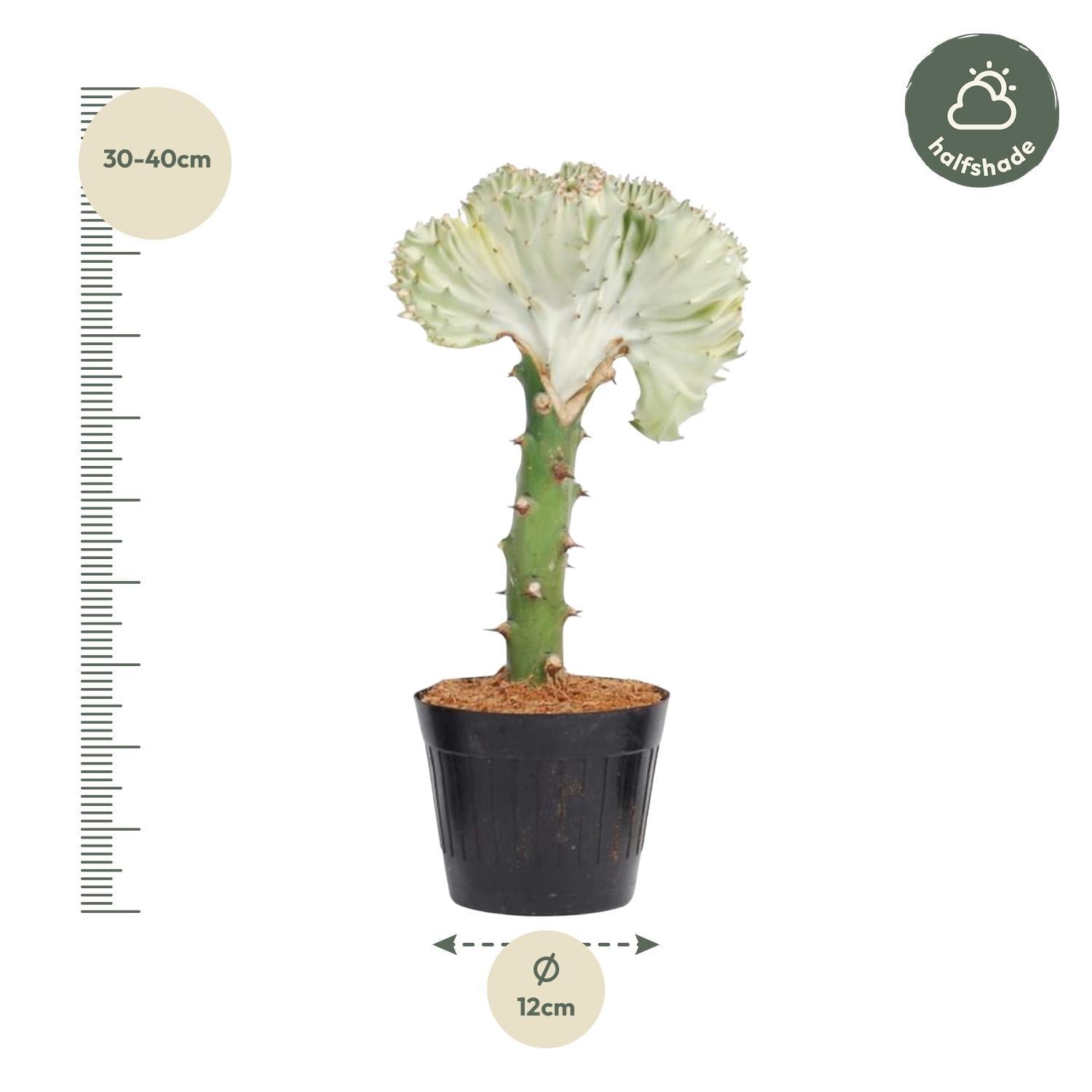 Korallenkaktus Euphorbia lactea Cristata weiß - 35 cm - ø12