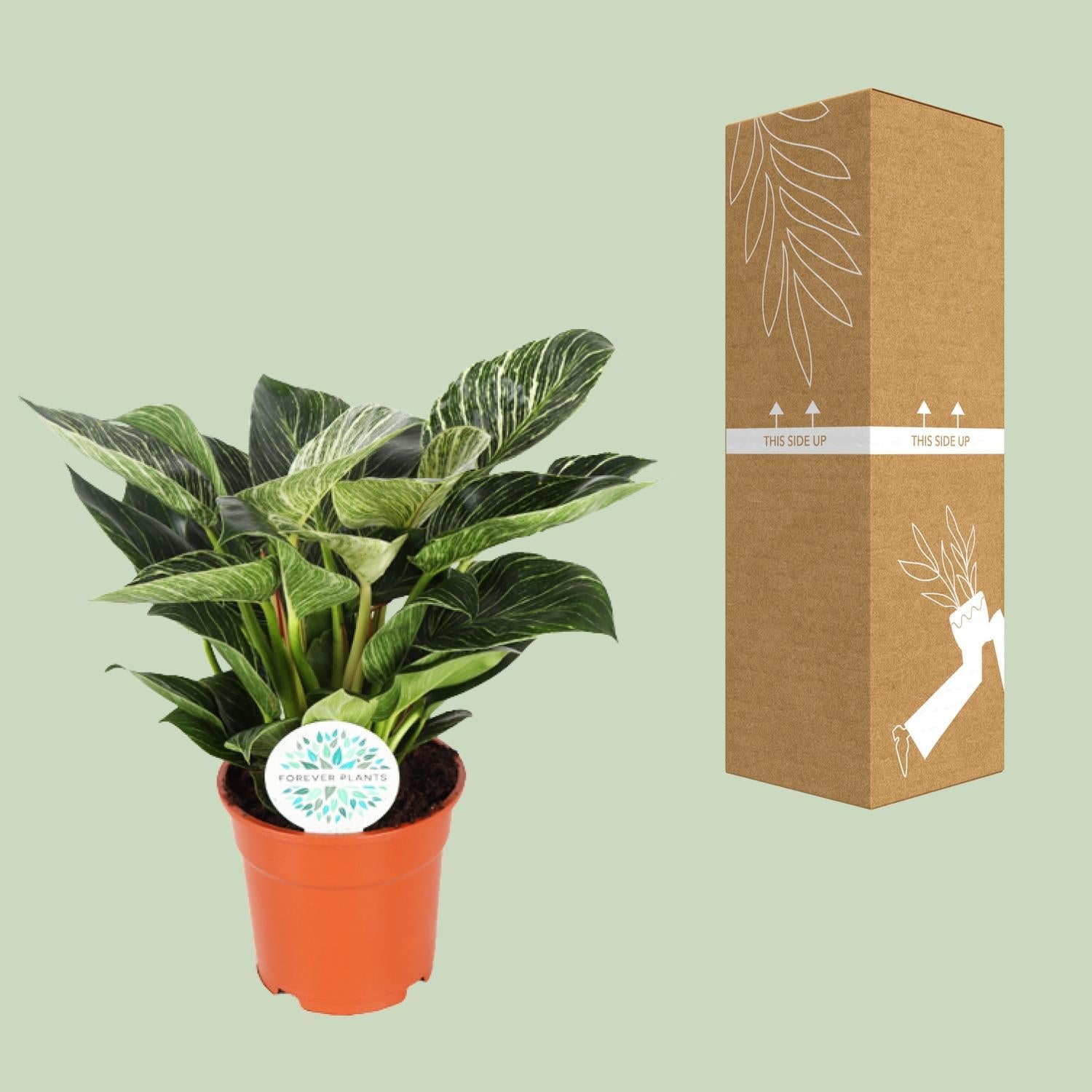 Philodendron Birkin - Ø17cm - ↕30cm