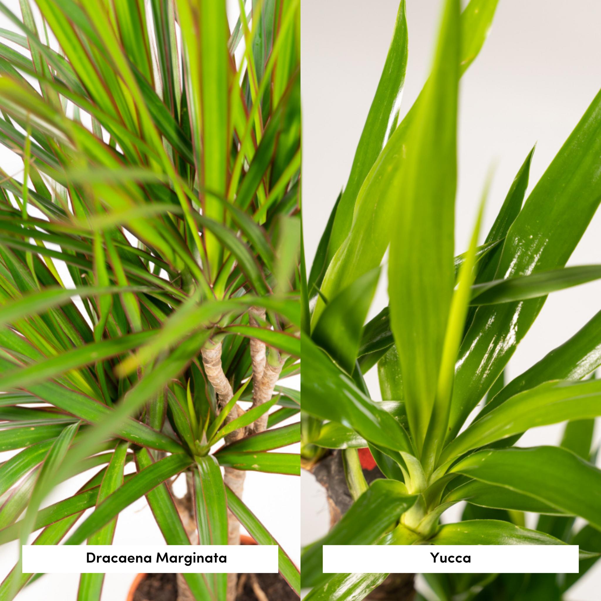 Pflanzen Mix - Drachenbaum Dracaena und Yucca Palme o ↨70cm - Ø17cm + Yucca ↨90cm - Ø17cm