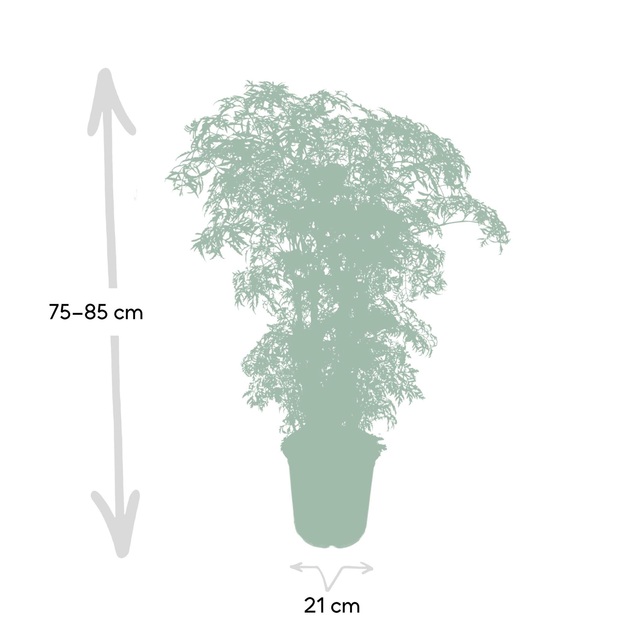 Ming Aralie - Polyscias Fruticosa (Aralia) - Ø21cm - ↕75cm