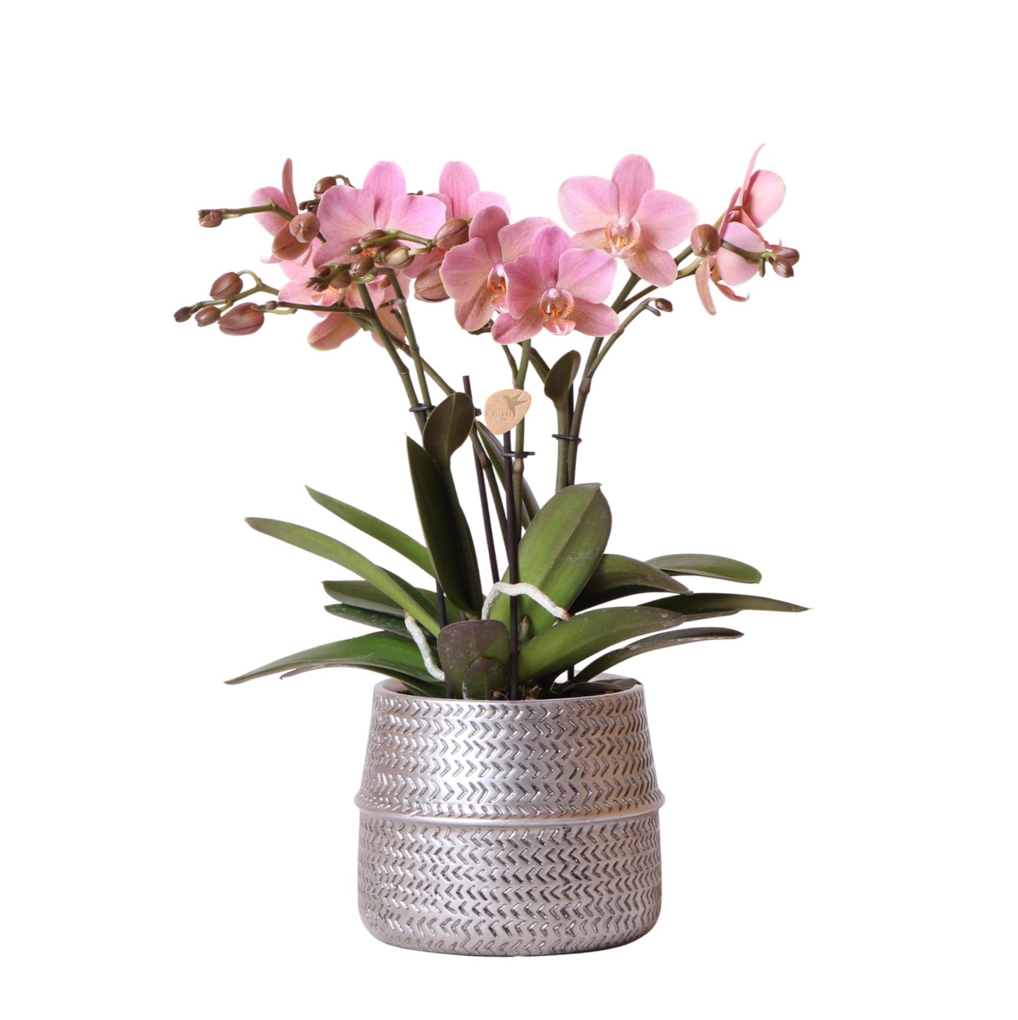 Orchidee - Rosa Phalaenopsis-Orchidee Treviso - im Groove-Topf silber - Topfgröße Ø12cm - 35cm hoch | blühende Zimmerpflanze im Blumentopf - frisch vom Züchter