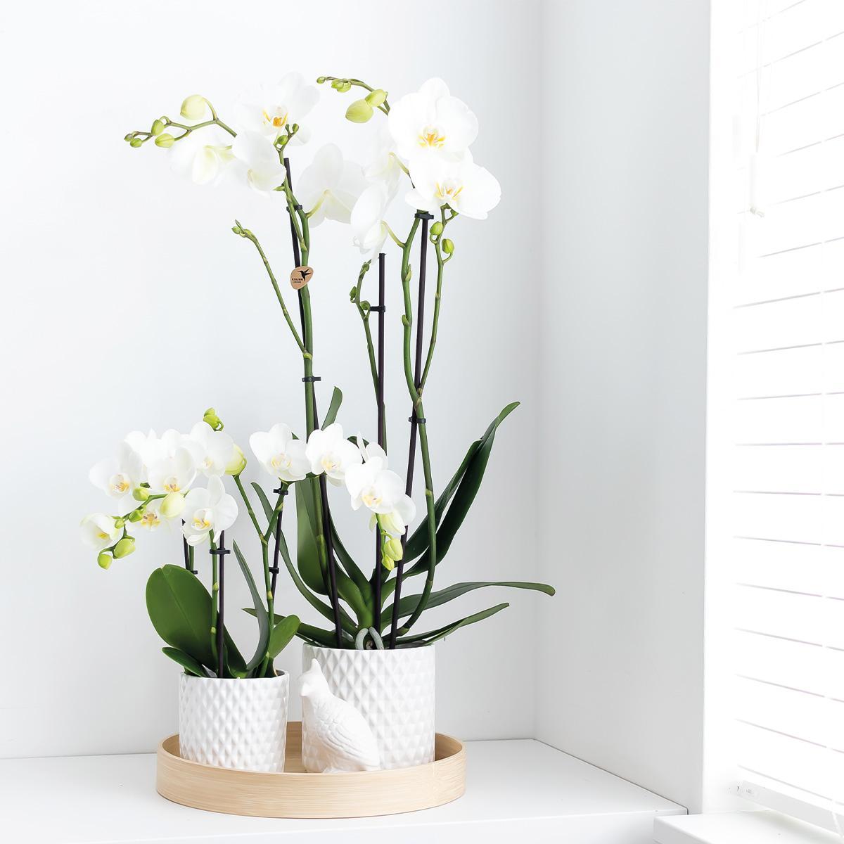 Orchidee weiße Phalaenopsis-Orchidee - Dame Blanche - Topfgröße Ø12cm | blühende Zimmerpflanze - frisch vom Züchter