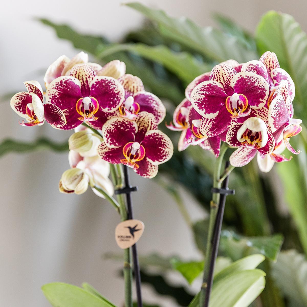 Orchidee Gelbe rote Phalaenopsis-Orchidee - Spanien - Topfgröße Ø9cm | blühende Zimmerpflanze - frisch vom Züchter