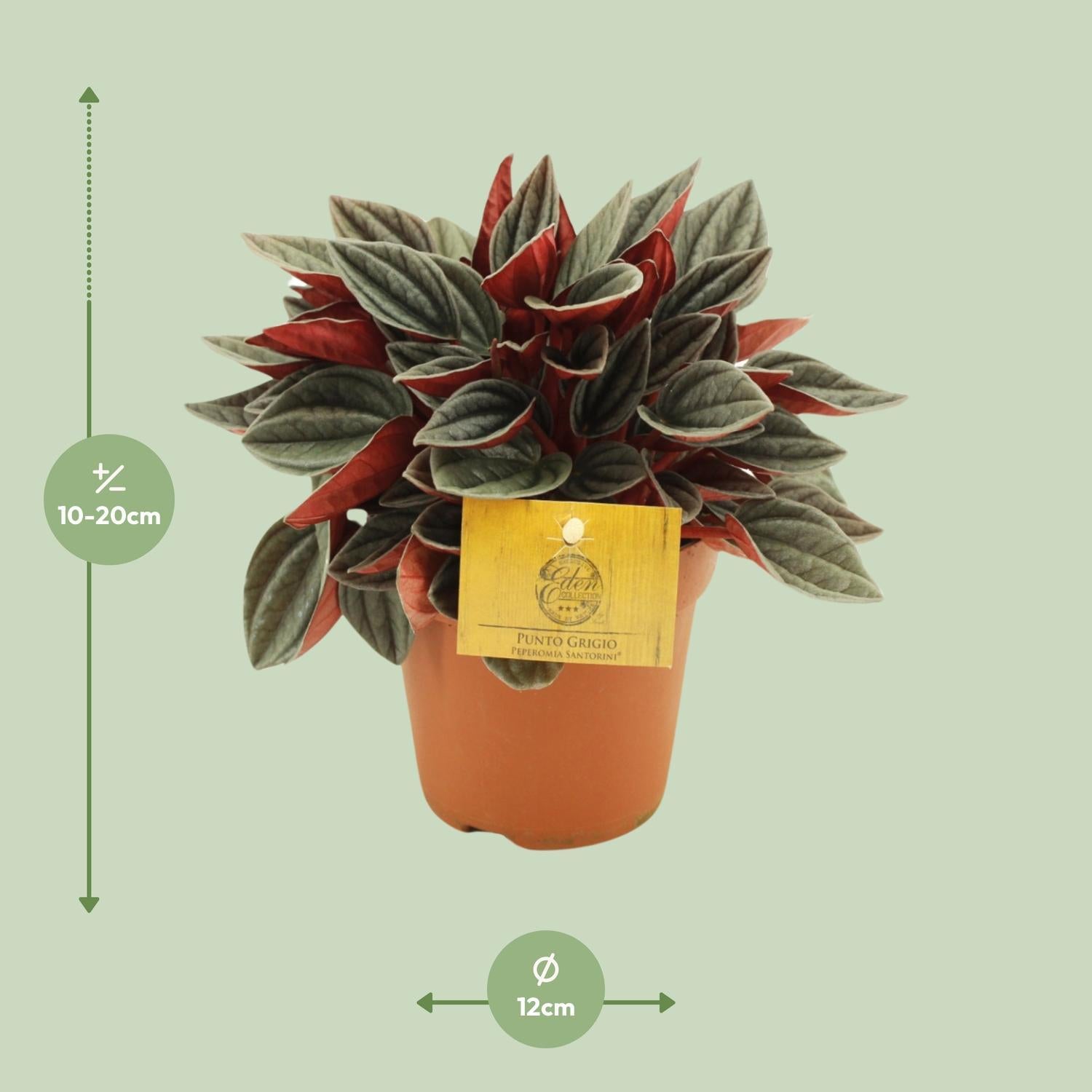 Peperomia Santorini - Ø12cm - ↕20cm