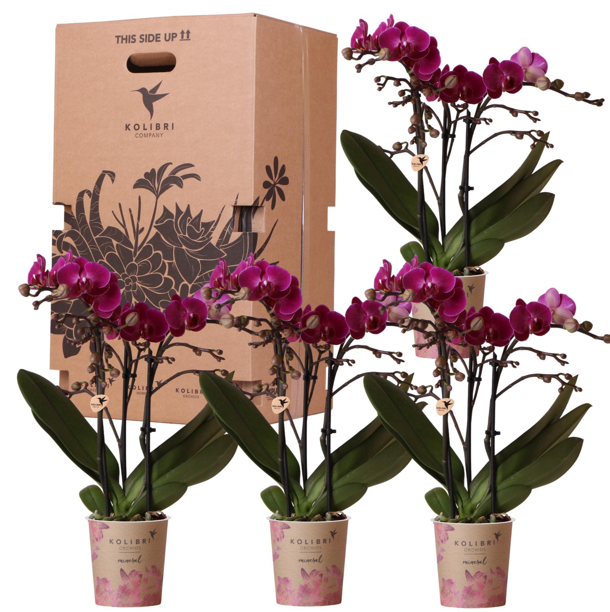 Orchidee Überraschungsbox einfarbig - Pflanzen Vorteilsbox - Überraschungsbox mit 4 verschiedenen Orchideen - frisch vom Züchter