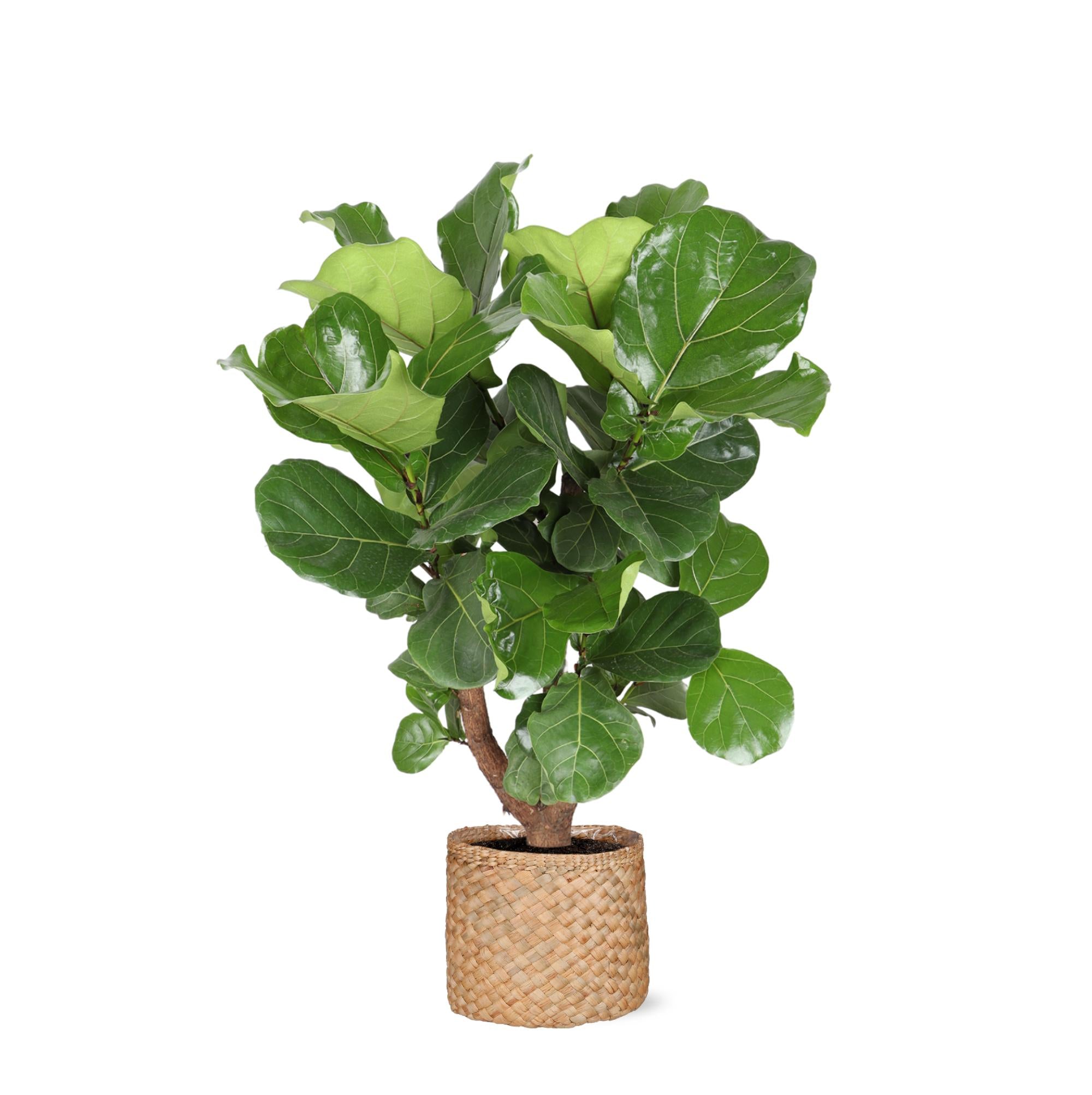 Geigenfeige - Ficus Lyrata - Ø24cm ↕110cm in Albury NATURAL Korb