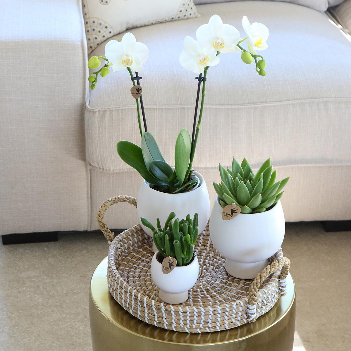 Complete plantenset Scandic wit | Groene plantenset met witte Phalaenopsis orchidee en vetplanten inclusief keramische sierpotten