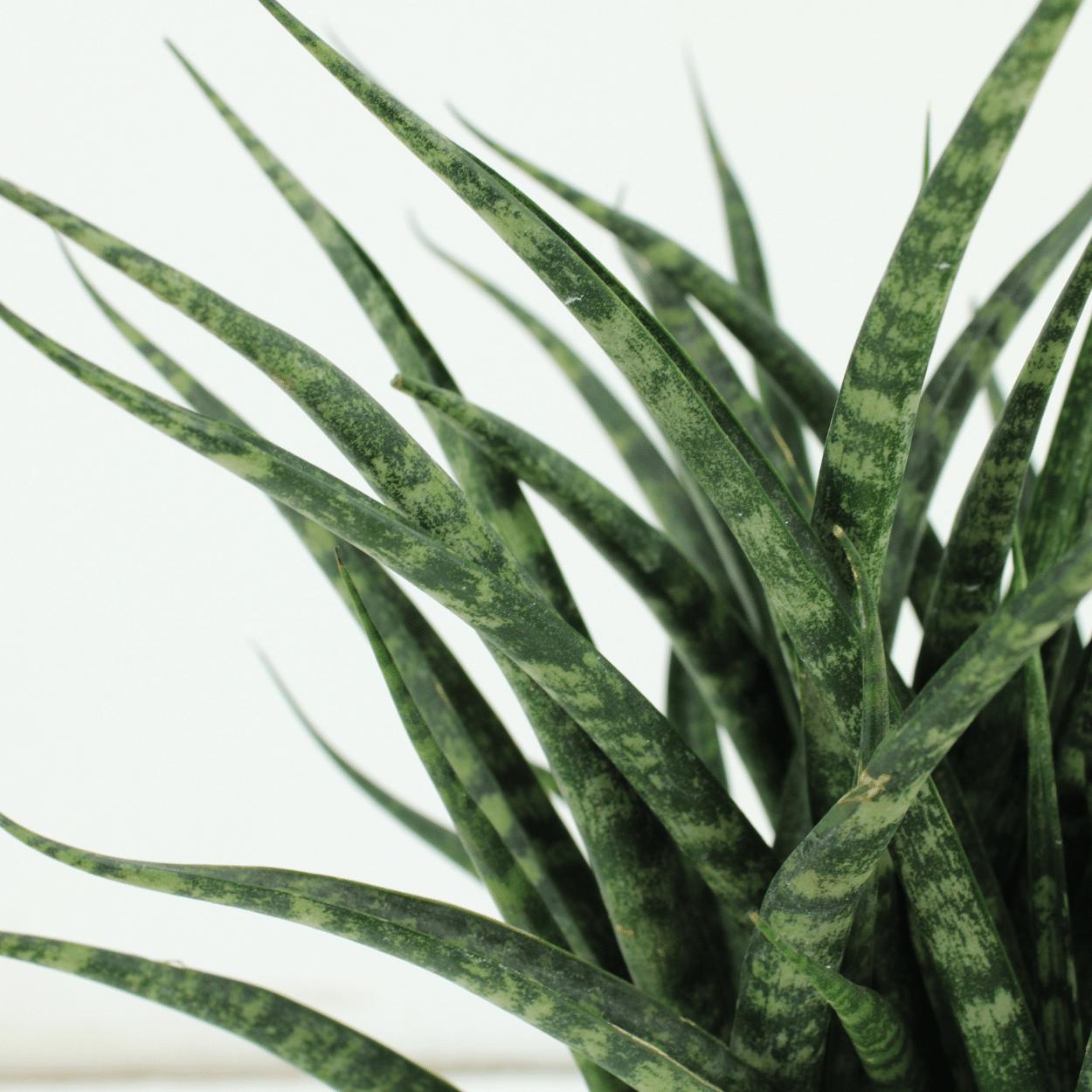 Sansevieria Fernwood Punk (vrouwentong) - 2 stuks - Ø12cm - ↕30cm