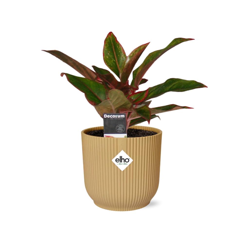 Kolbenfaden - Aglaonema Crete in ELHO Vibes Fold 14cm Topf gelb