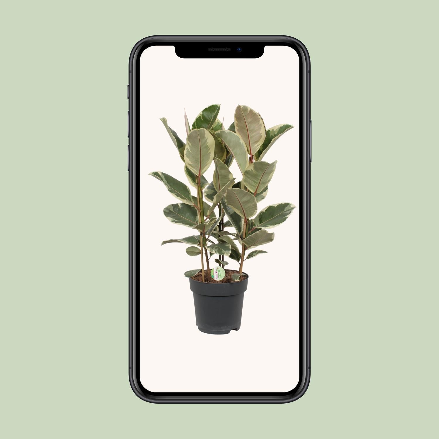 Gummibaum Ficus Tineke - Ø27cm - ↕85cm