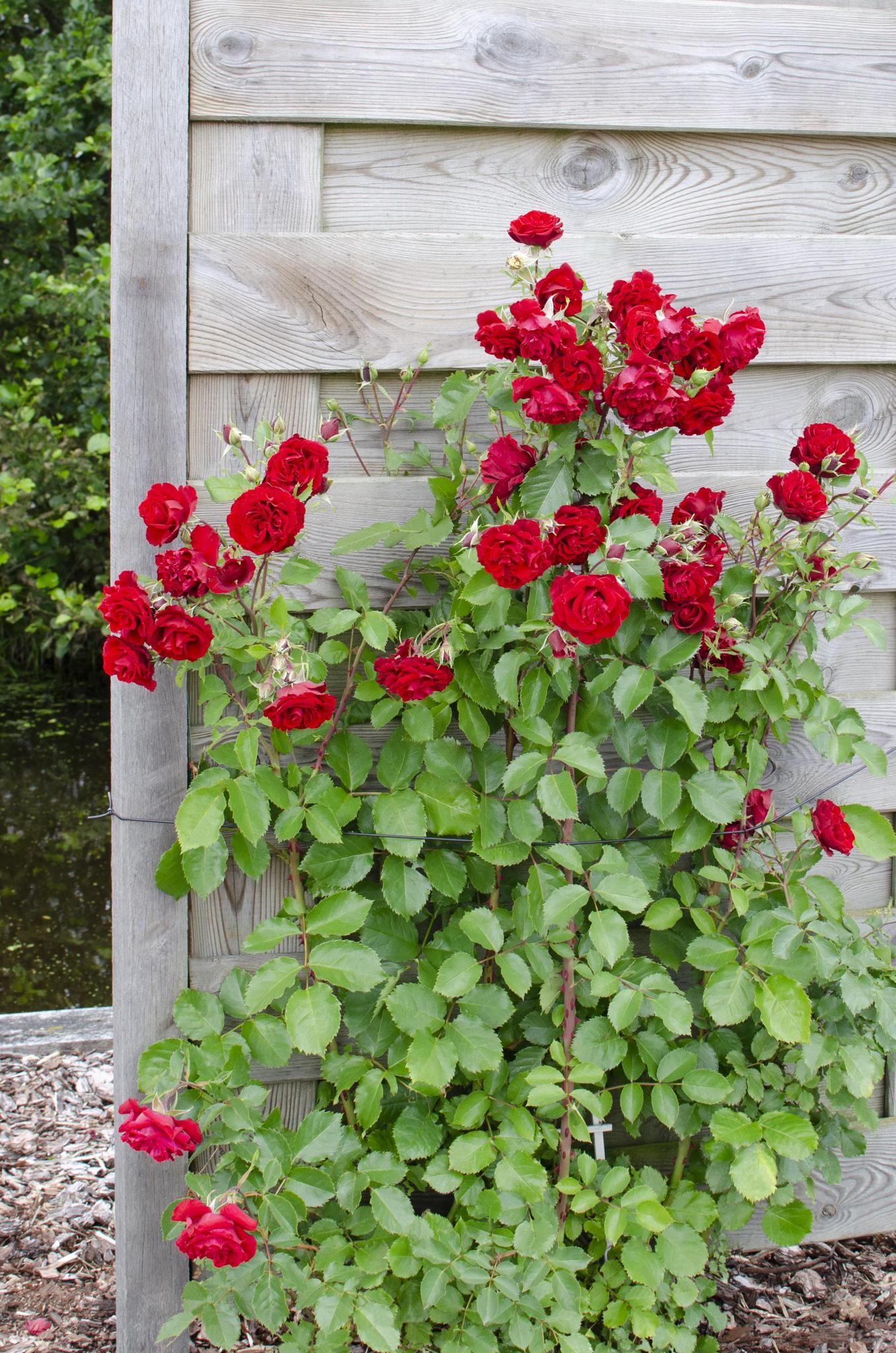 Rose Crazy in love 'Red' - ↨65cm - Ø15 Rote Rose  3 Stück  Kletterrose