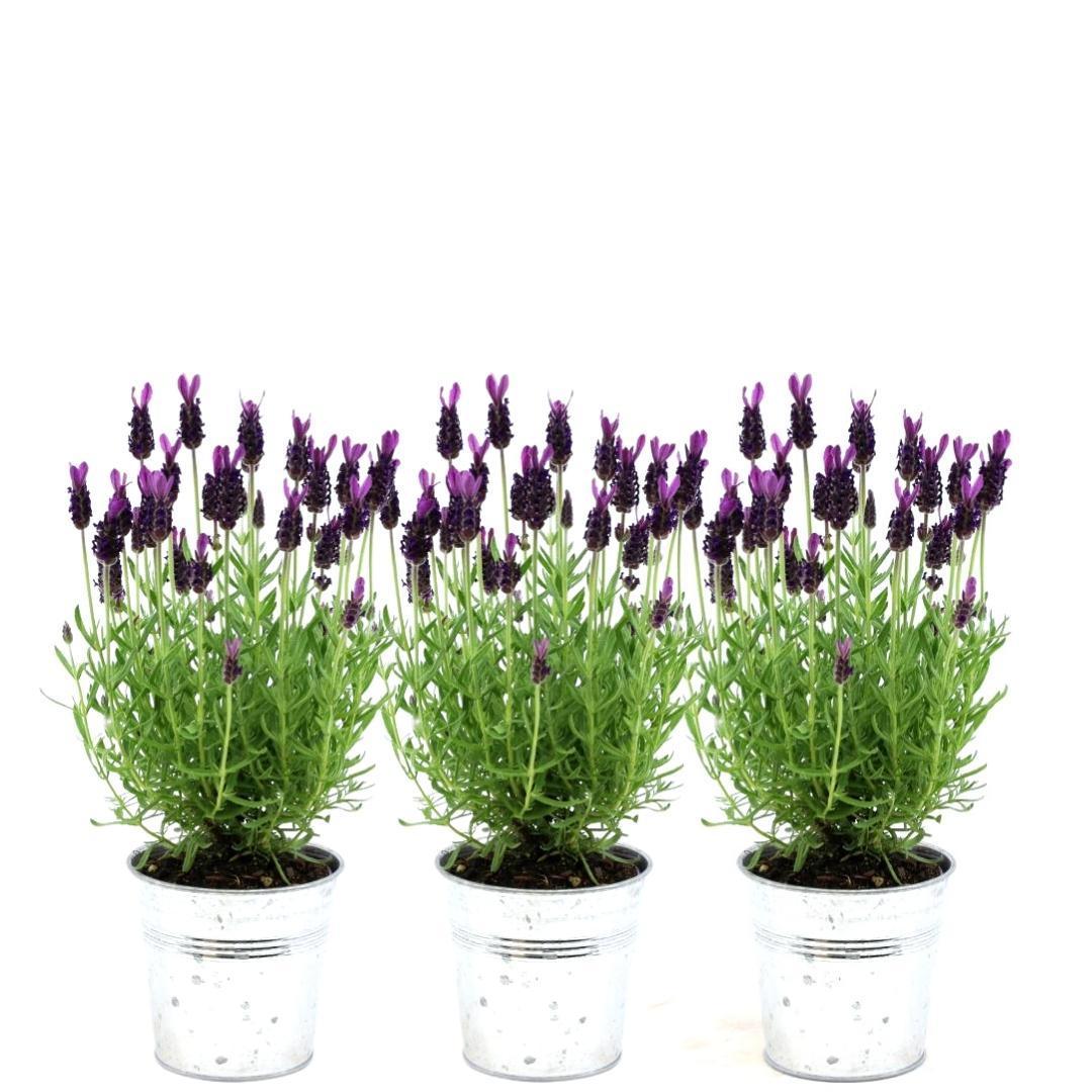 Lavandula stoechas Anouk® im Dekotopf 'Old Look' - 13 cm Topf - 3er-Set Französischer Lavendel im Dekotopf