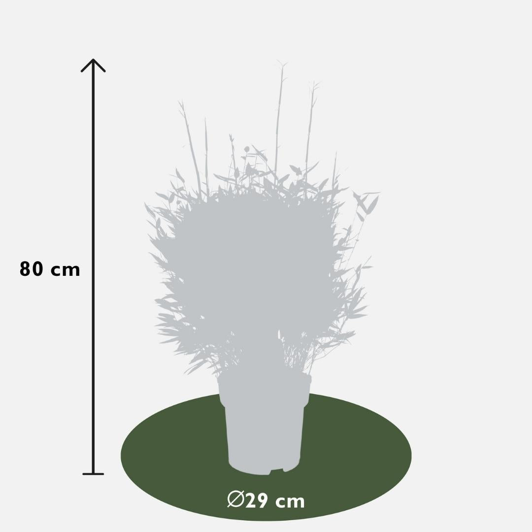 Bambus Fargesia ´Moontears' Boobux´ XL  - Ø 29 cm - ↨ 70 cm