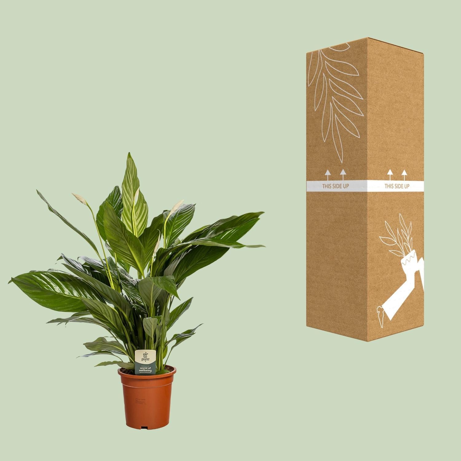 Spathiphyllum Bingo Cupido - Ø19cm - ↕80cm