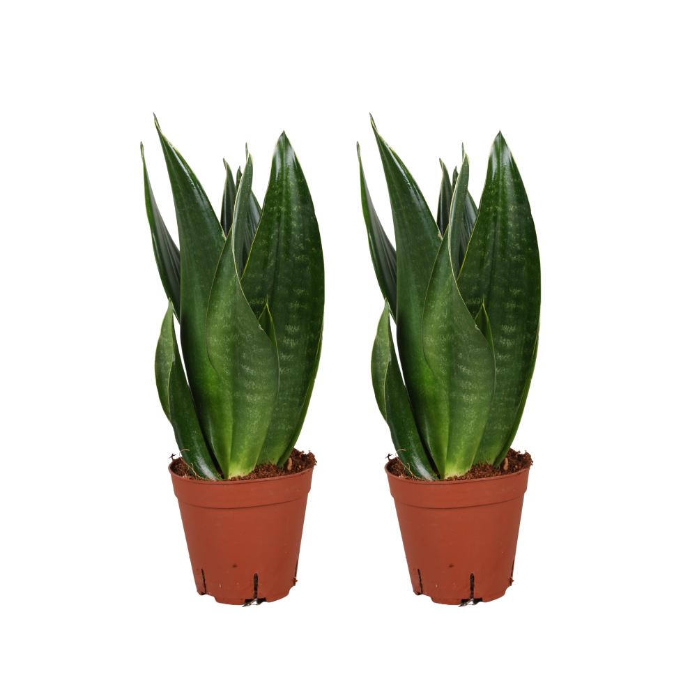 Sansevieria Dark Diamond - 2 Stücke - Ø14cm - ↕40cm