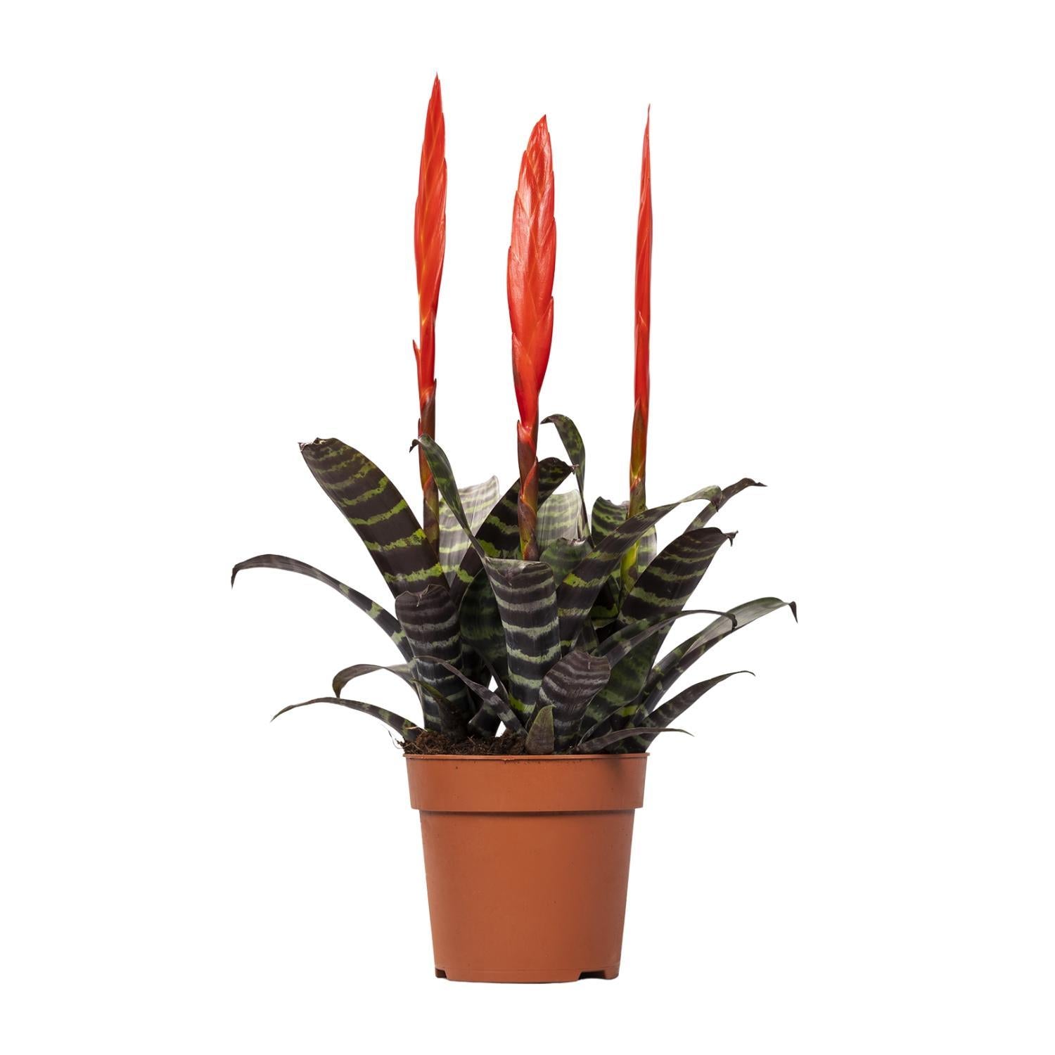 Vriesea Tijdperk Toef - Ø12cm - ↕45cm