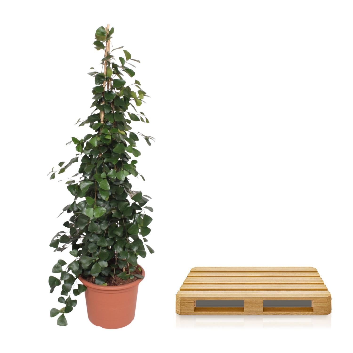 Gummibaum Ficus Trinova pyramide - 240 cm - ø50