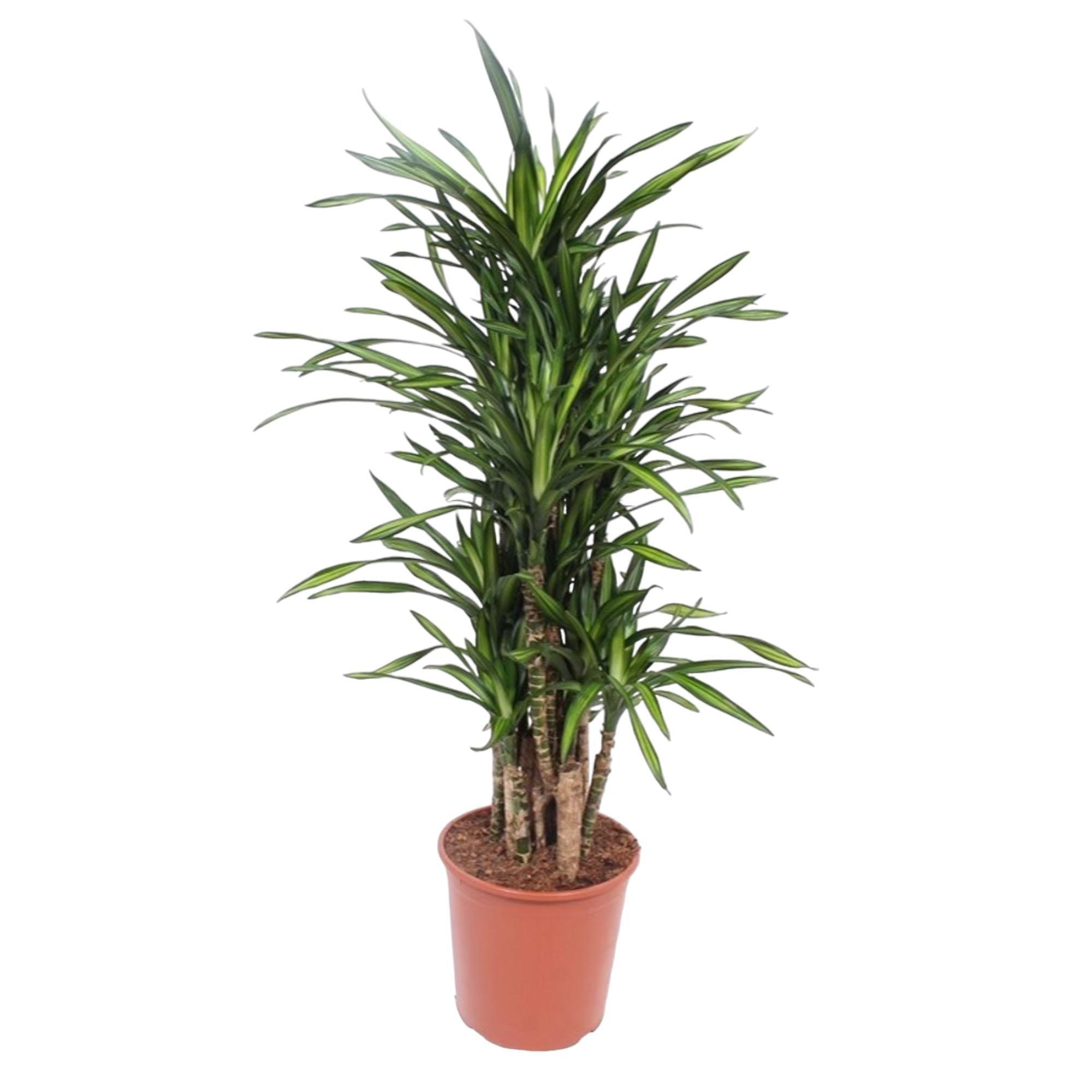 Drachenbaum Riki - Dracaena Riki - 140 cm - ø30