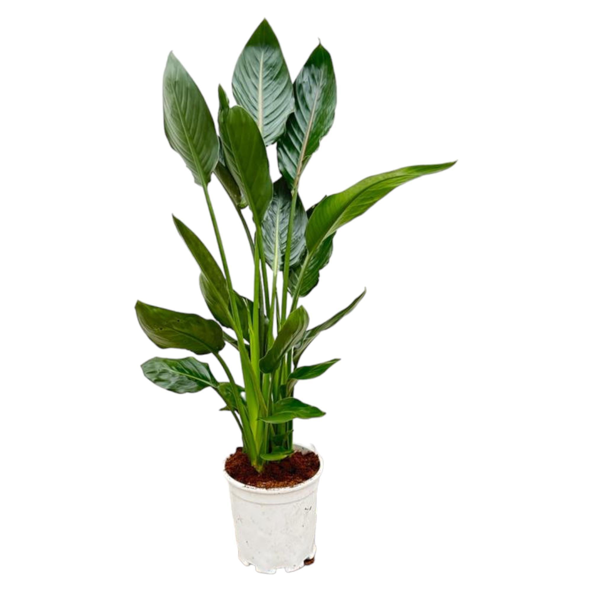 Strelitzia Reginae - 100cm - Ø19