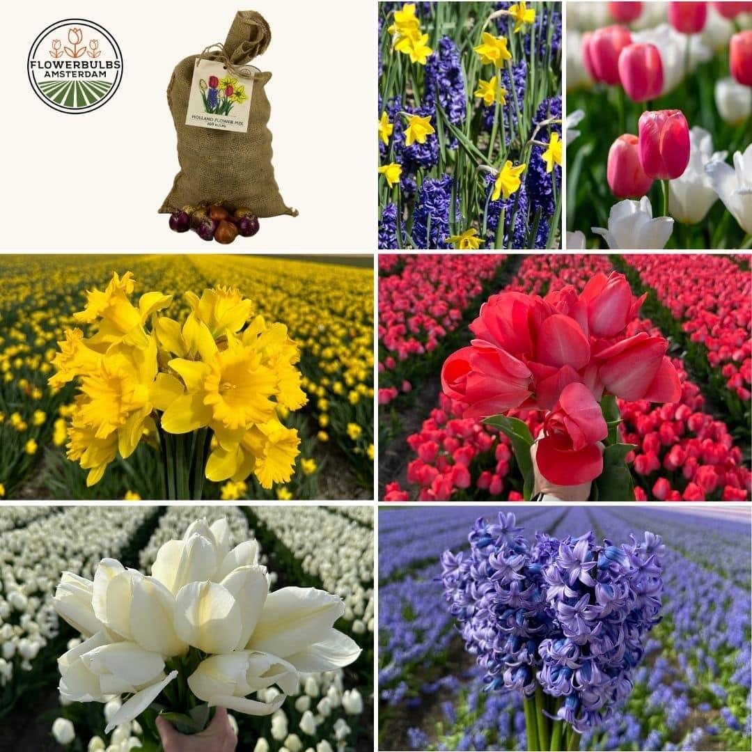 Frühlingsblumenzwiebeln Mix - Tulpen, Hyazinthen u. Osterglocken Super Holland Mix - Vorteilspackung, 100 Blumenzwiebeln für 2,5 qm Blumenpracht - Größe 12+