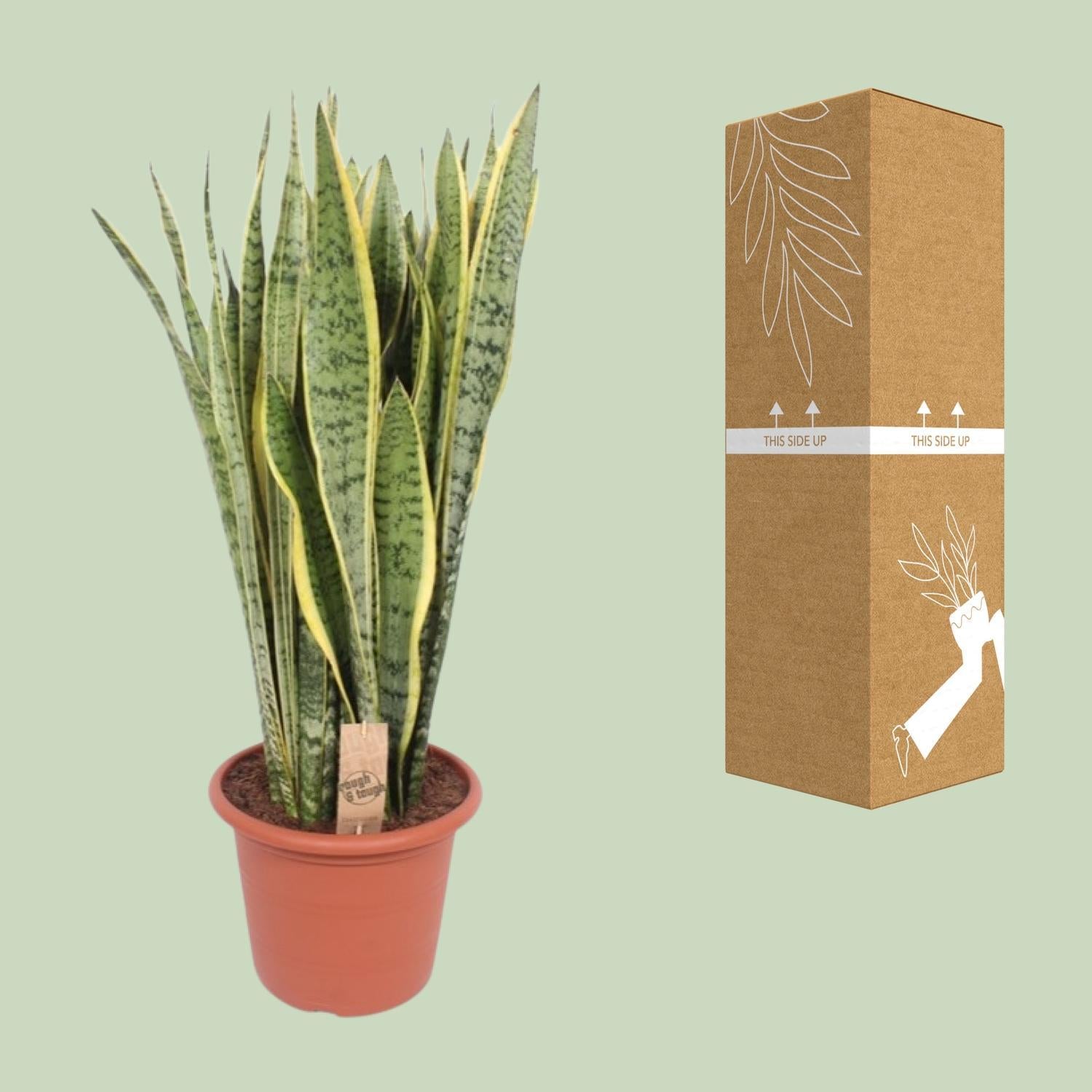 Sansevieria Trifasciata Laurentii - Ø30cm - ↕95cm