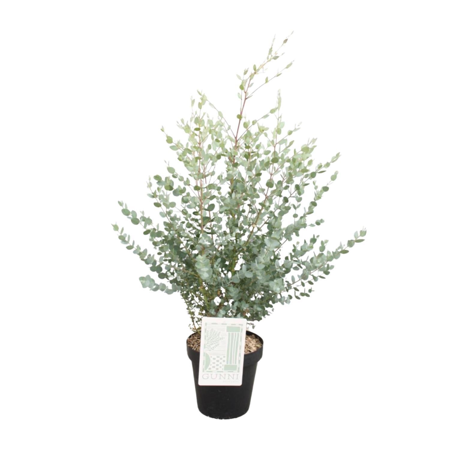 Eukaliptus - Eucalyptus Gunni - Ø23cm - ↕75cm