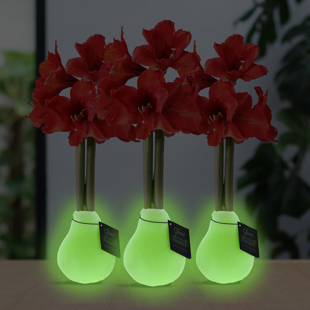 No Water Flowers® (wax amaryllis) | Glowz (3 pack) + Red flower