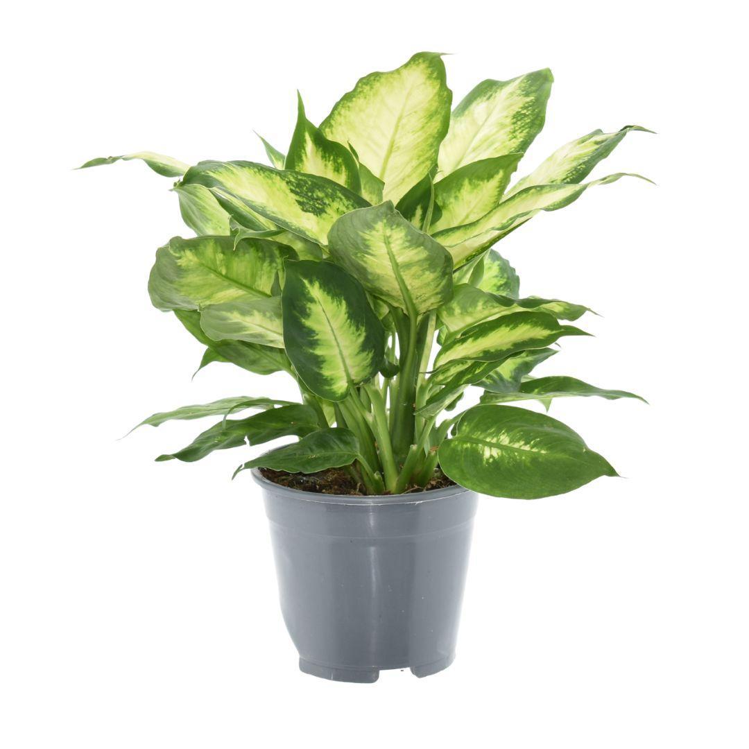 Dieffenbachia Camilla 2 PP - Ø14cm - ↕35cm