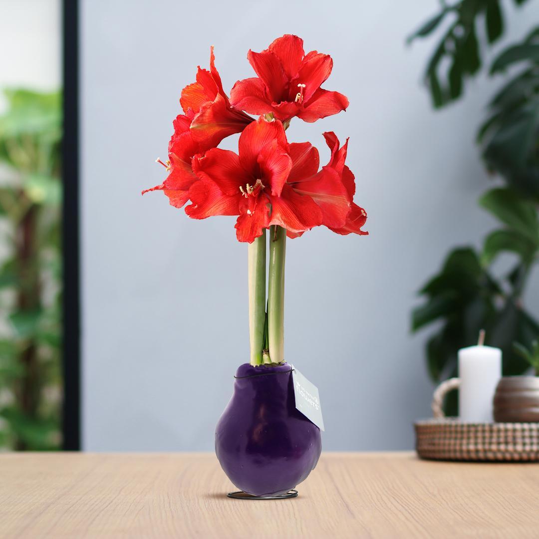 No Water Flowers® (wax amaryllis) | Waxz® Colours - Purple + Red flower