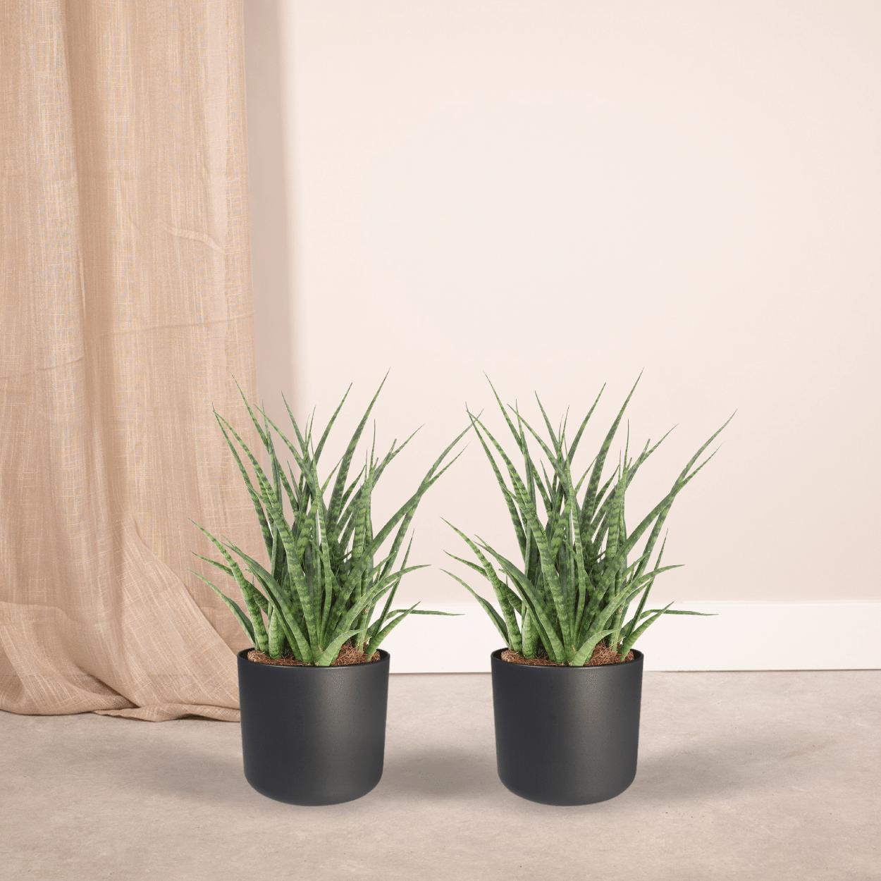 Sansevieria Fernwood Punk (vrouwentong) - 2 stuks - Ø12cm - ↕30cm