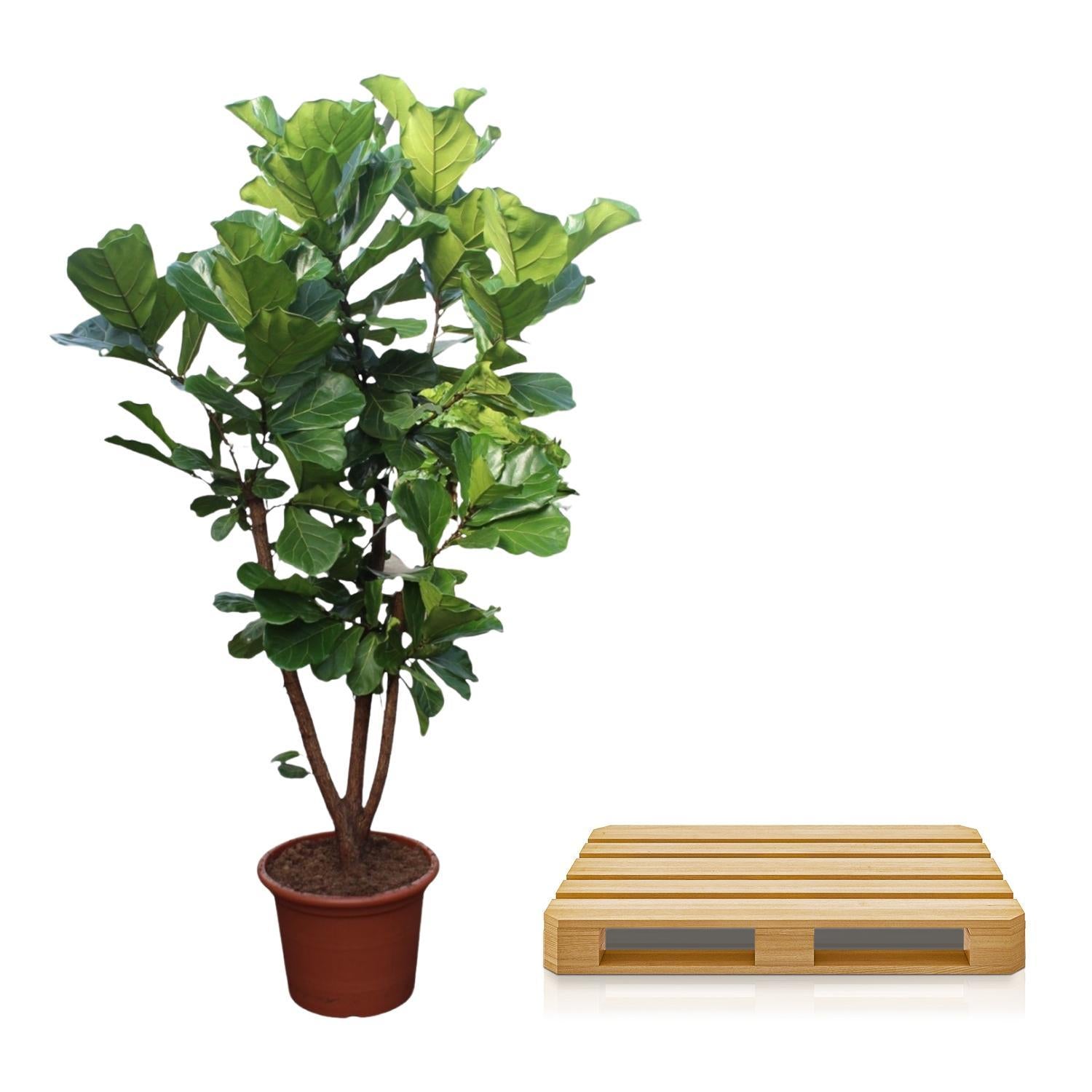 Geigenfeige - Ficus Lyrata - 240 cm - ø50