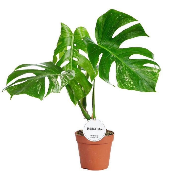 Schweizer Käsepflanze - Monstera Deliciosa Variegata B - Ø15cm - ↕45cm