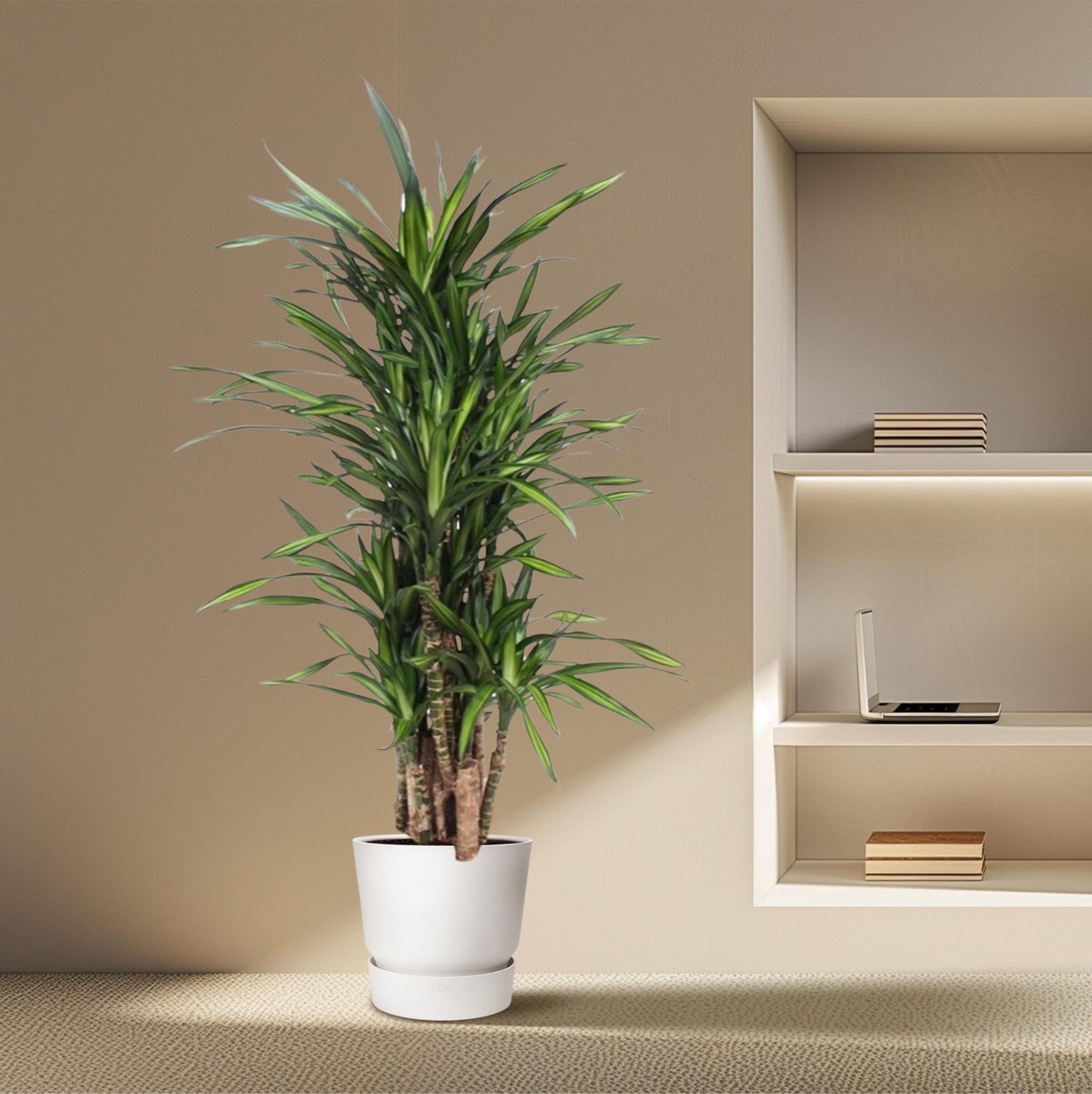 Drachenbaum Riki - Dracaena Riki - 140 cm - ø30