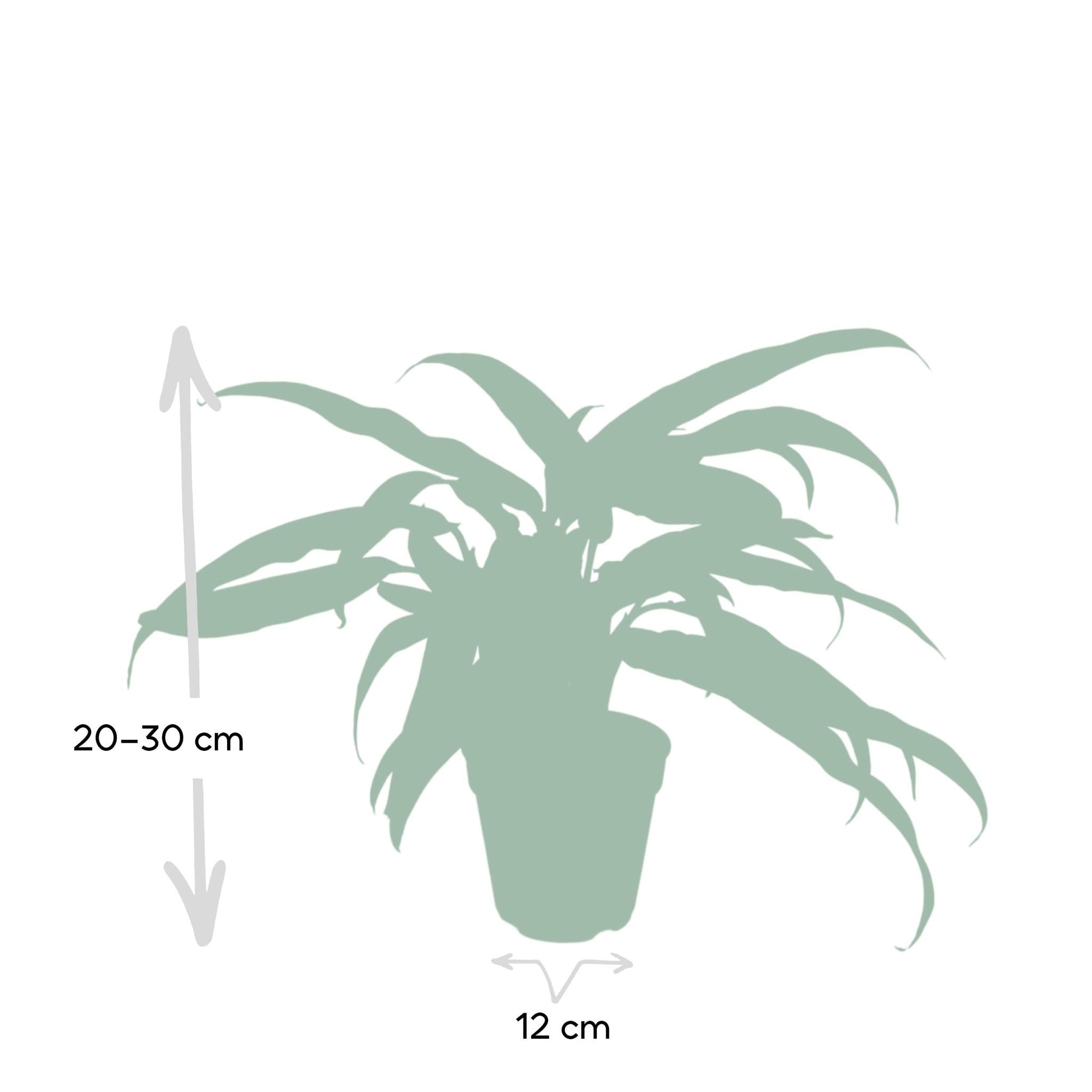 Kolbenfaden - Aglaonema Cutlass - Ø30cm - ↕12cm