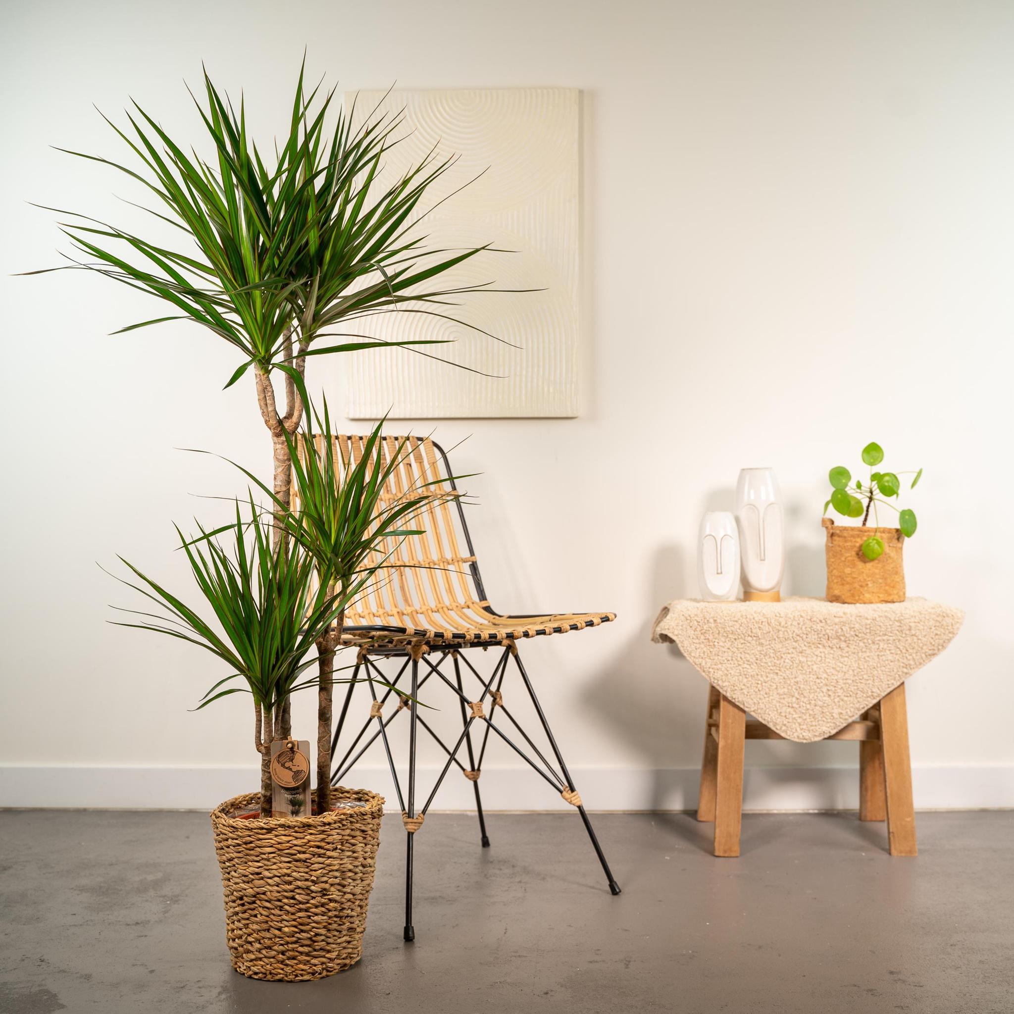 Drachenbaum - Dracaena mit Korb - ↨120cm - Ø21cm