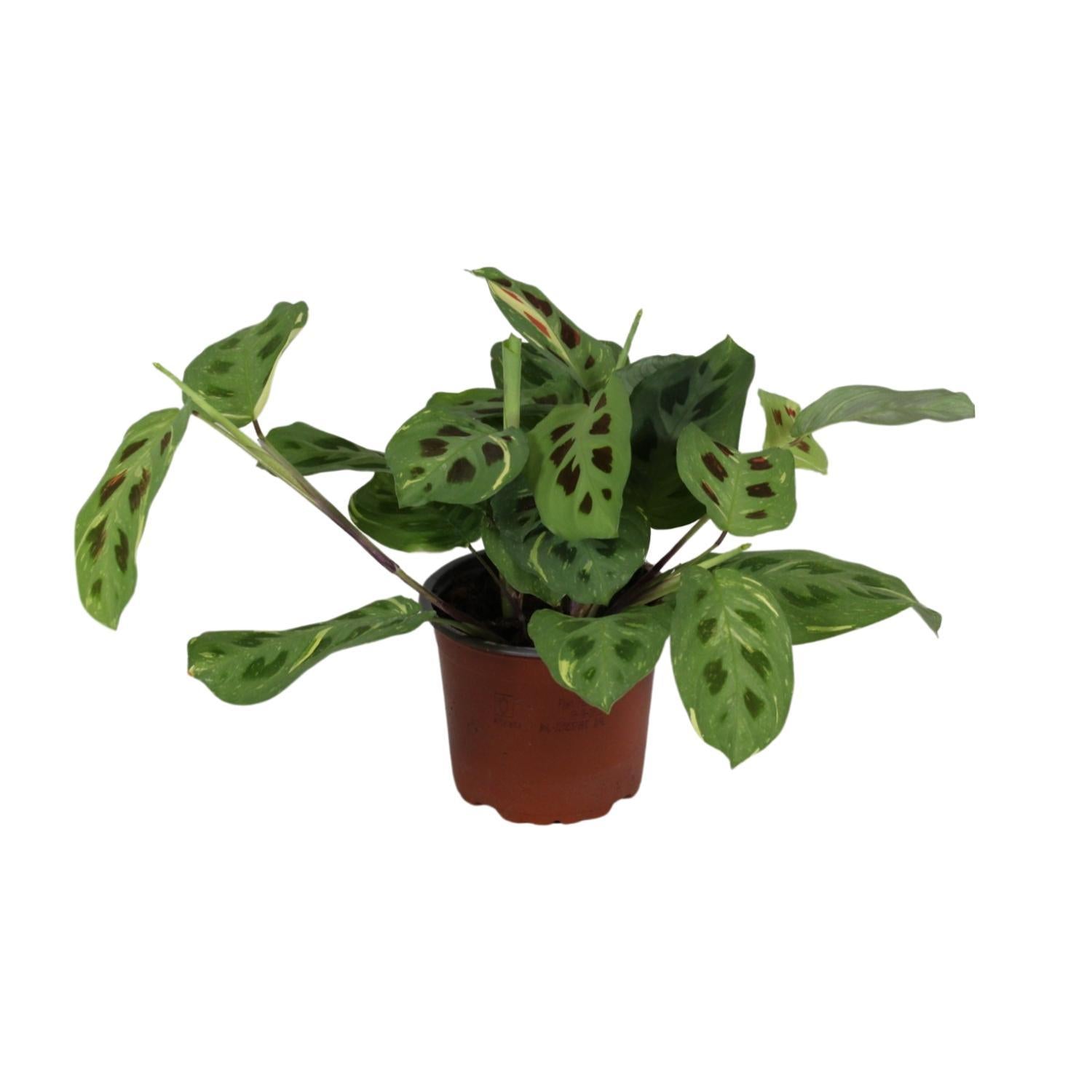 Gebetspflanze - Maranta Leuconeura Fascinator Variegata - Ø12cm - ↕30cm