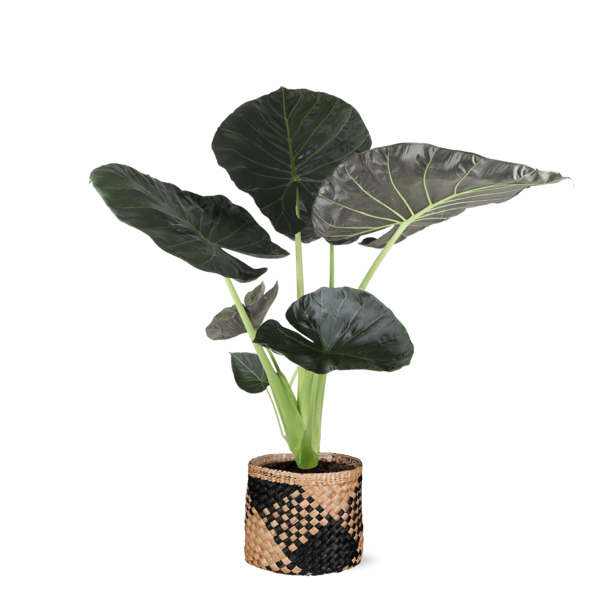 Elefantenohr - Alocasia Regal Shield Ø21cm - ↕100cm in Albury schwarz beiger Korb