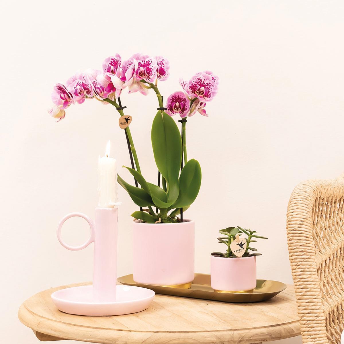 Kolibrie-orchideeën | COMBI DEAL van 4 roze paar phalaenopsis orchideeën - El Salvador - potmaat Ø9cm | bloeiende kamerplant - vers van de kweker