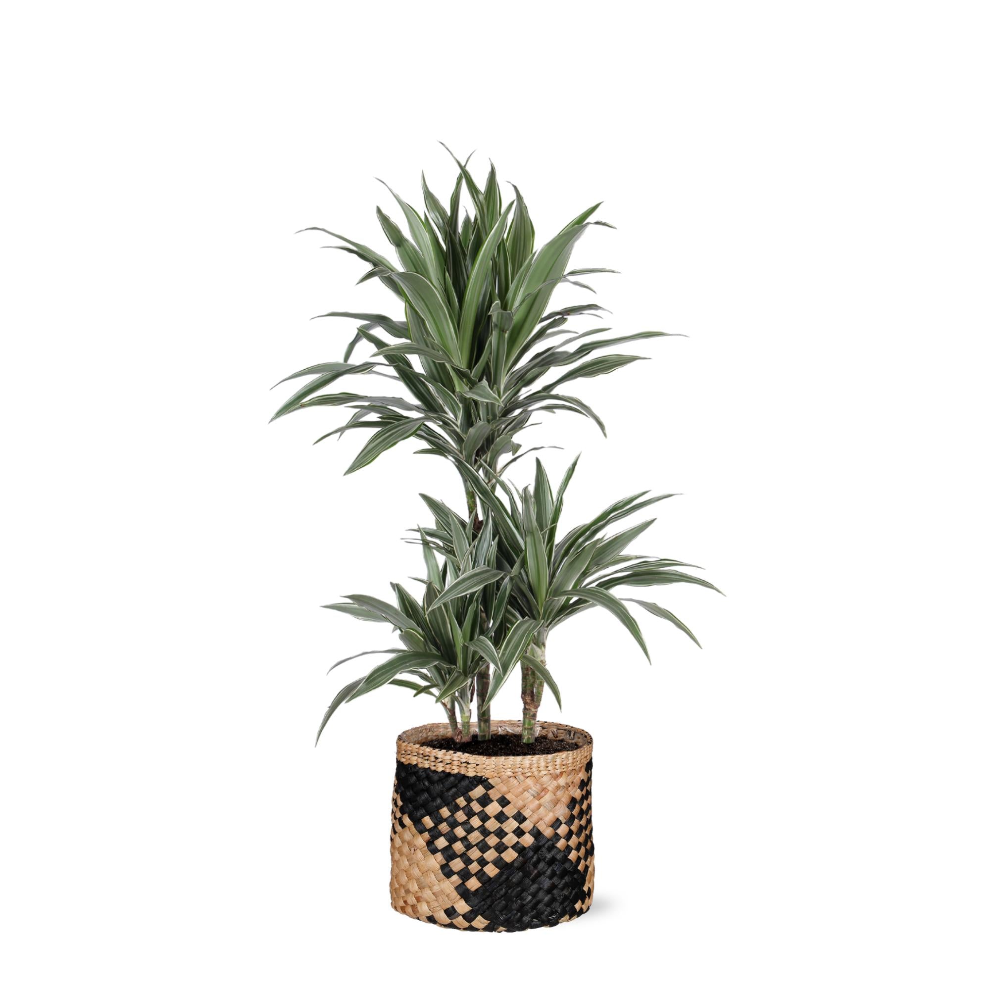 Drachenbaum Warneckei - Dracaena Warneckii Ø21cm - ↕65cm in Albury BLACK print Korb