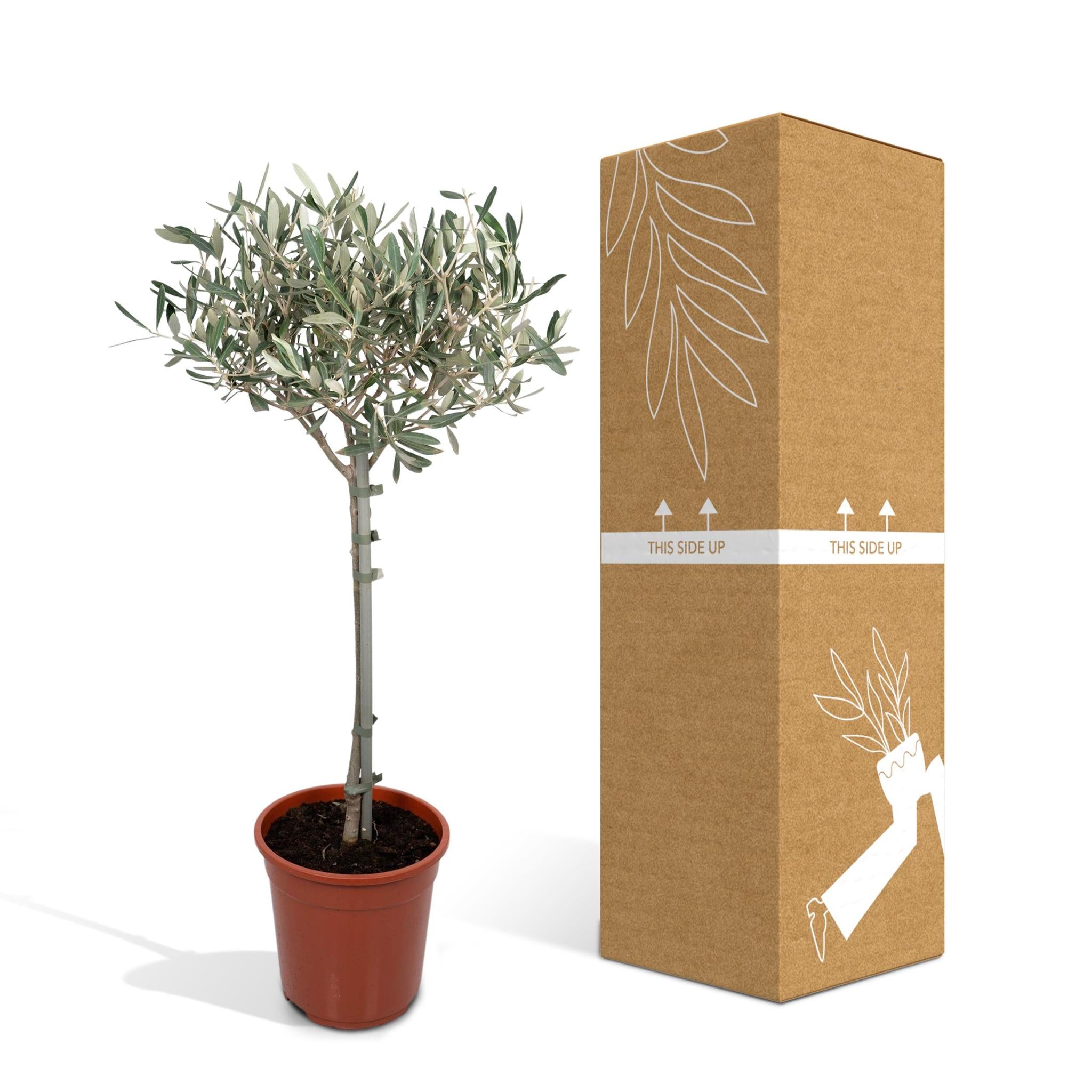 Olivenbaum - Olea - Ø19cm - ↕90cm