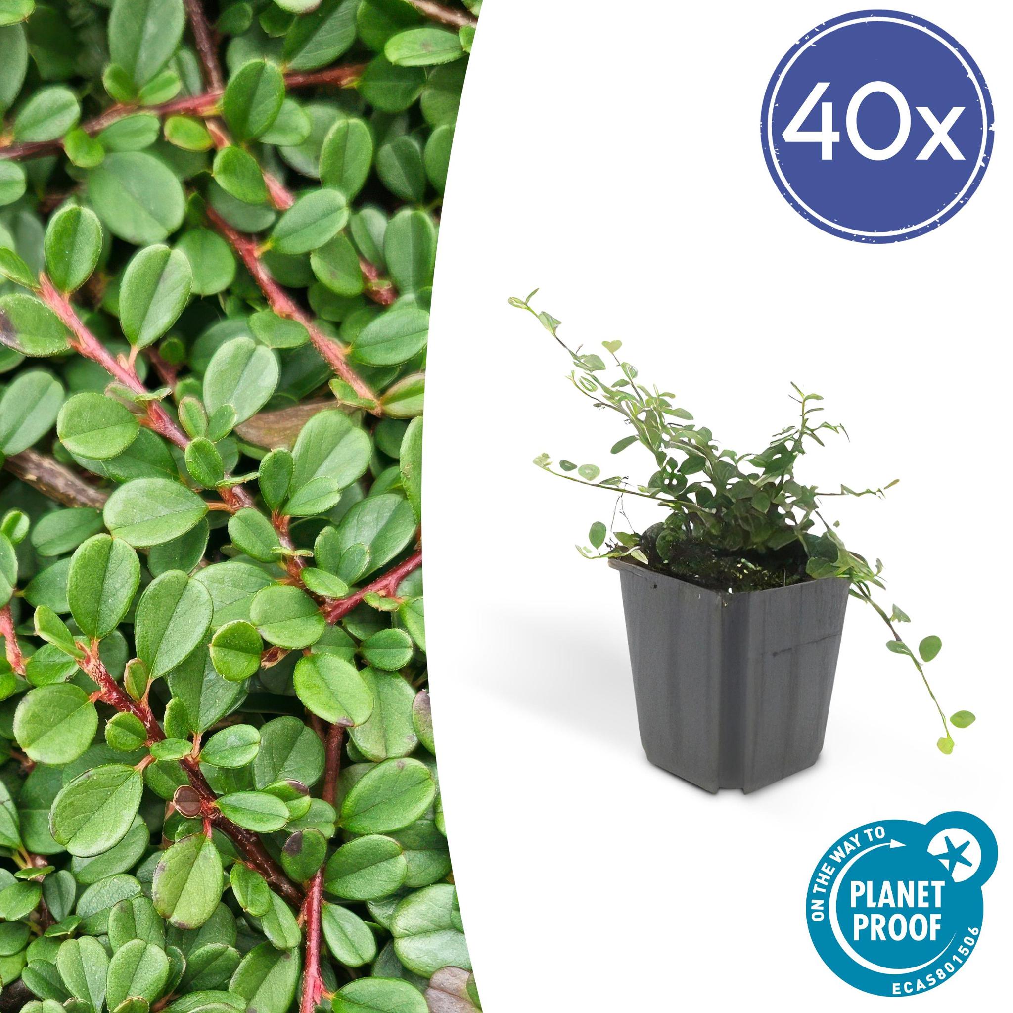 Zwergmispel - Cotoneaster pr. 'Streib's Findling' - ↕25cm - Ø9cm  - 40x