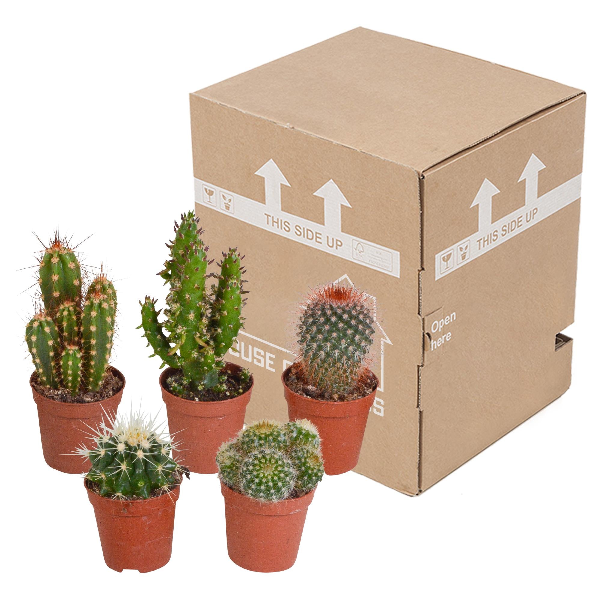 Cactusmix 5,5 cm - 5x - zonder pot