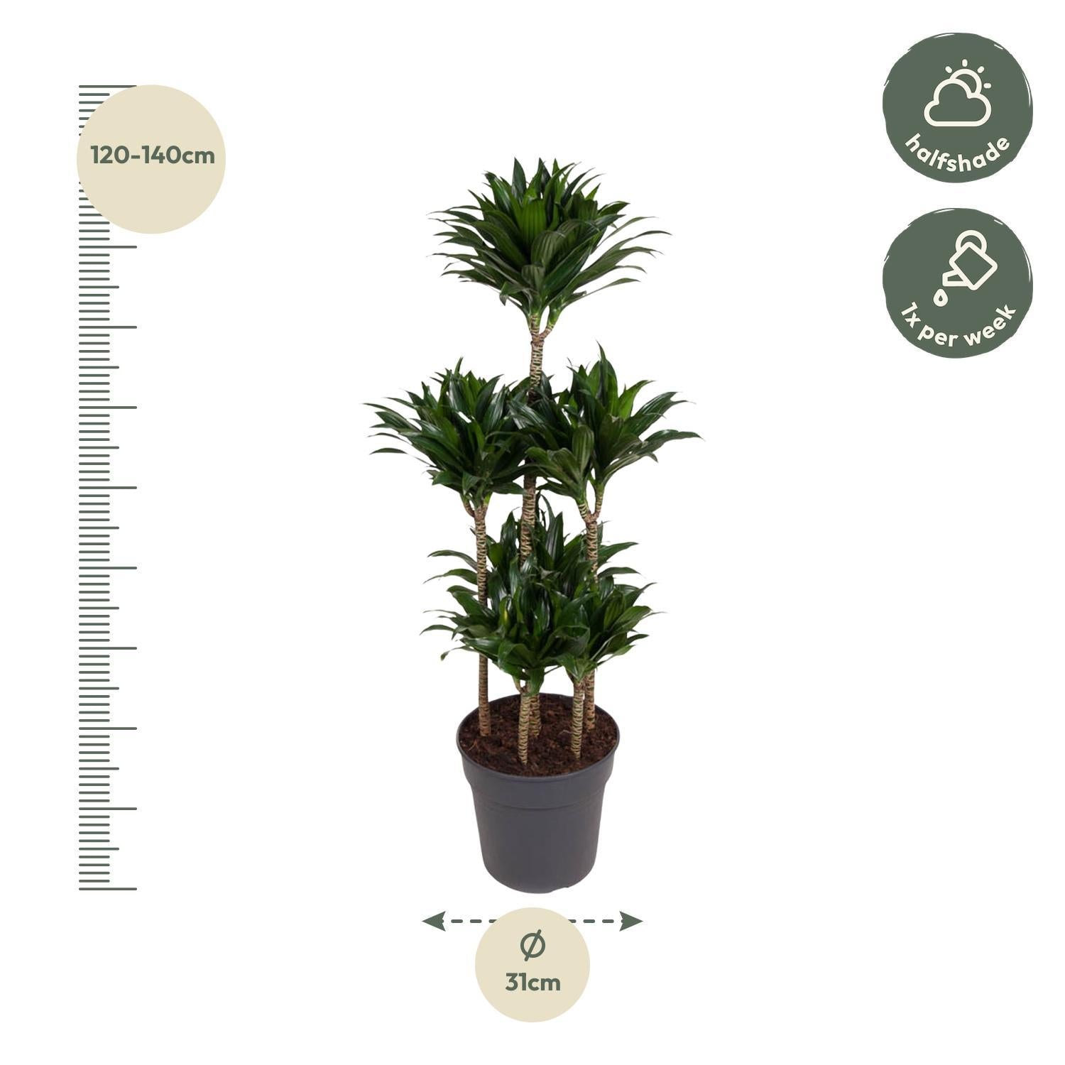 Drachenbaum Janet Craig Compacta - Dracaena Janet Craig Compactal - 130 cm - ø31