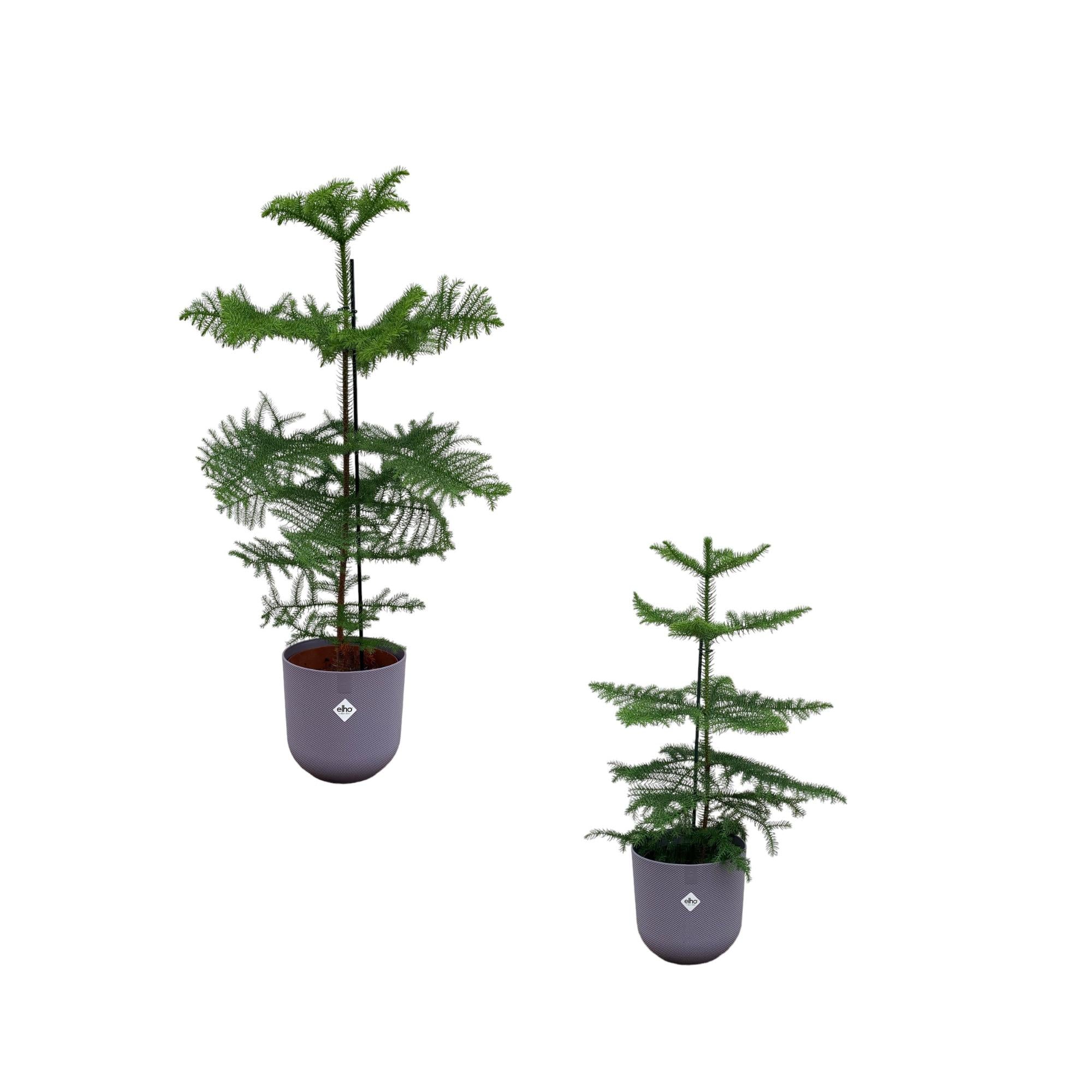 Araucaria Set inklusive elho Jazz Round Topf Lavendel Lila Ø19-23 - 60-100 cm