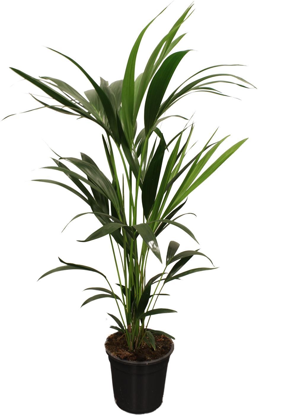 Kentia Palme - Howea Forsteriana (Kentia) 100-120cm - Ø21cm - ↕100cm